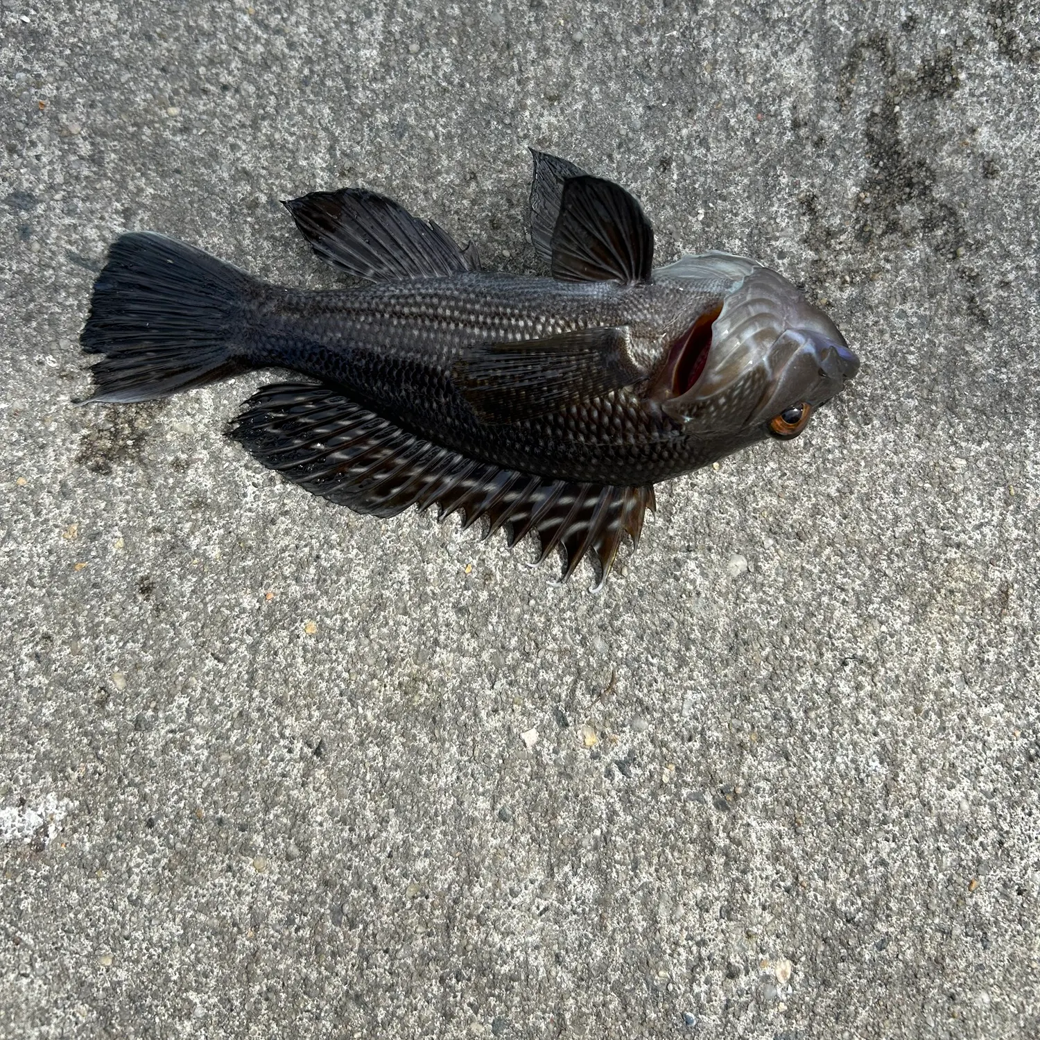 The most recent Black sea bass catches on Fishbrain