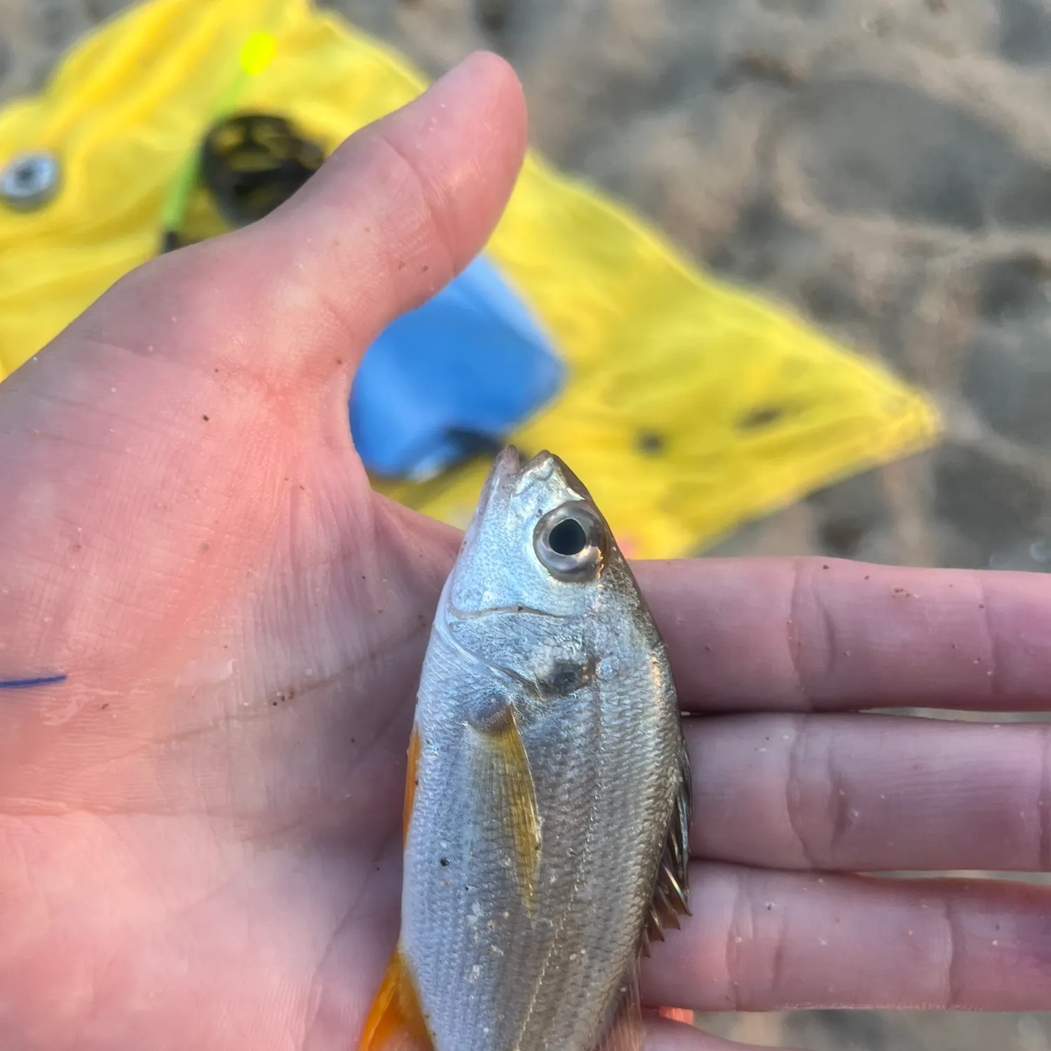 The most recent Bastard grunt catches on Fishbrain