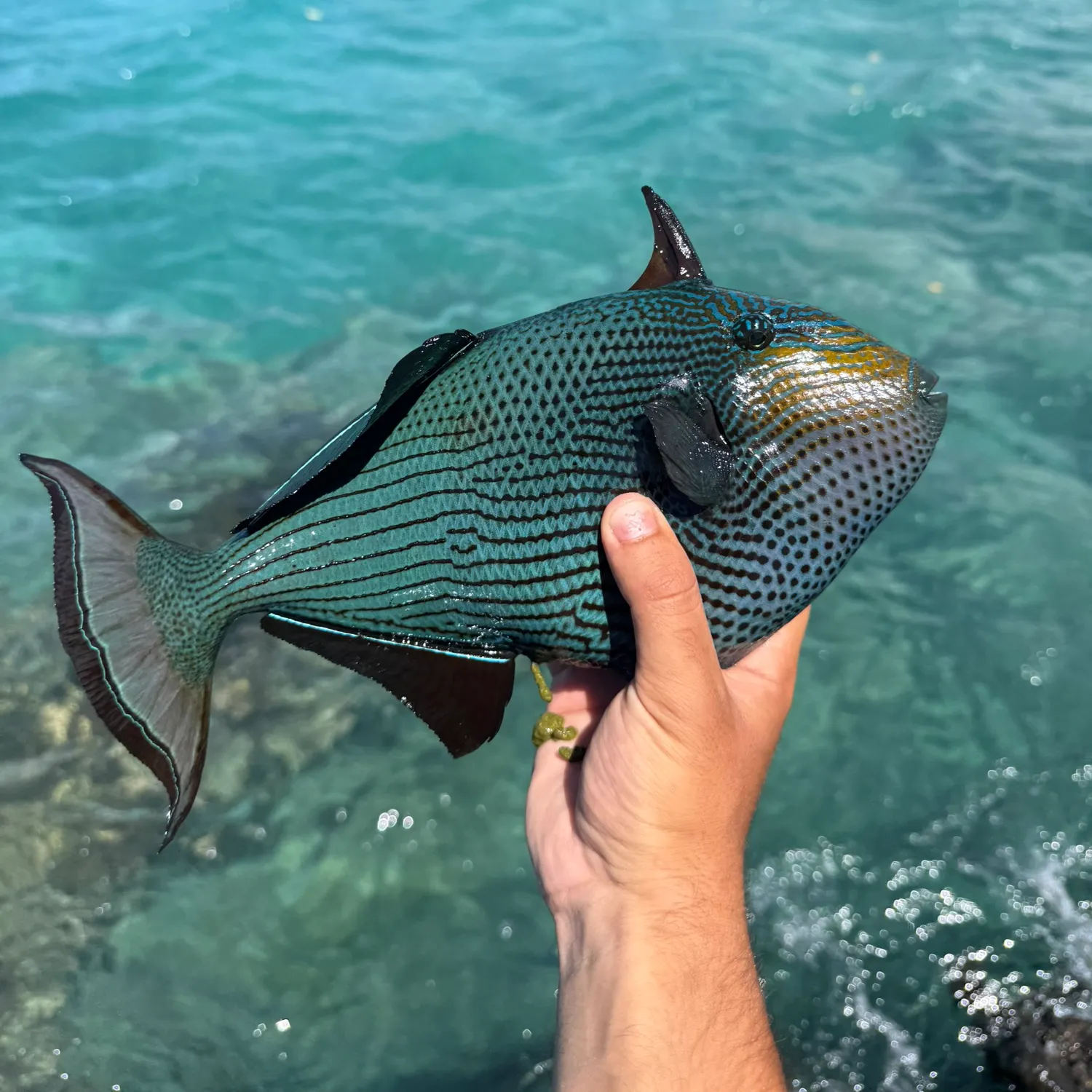 best walmart fishing reel for salt water Big Fishing Reels