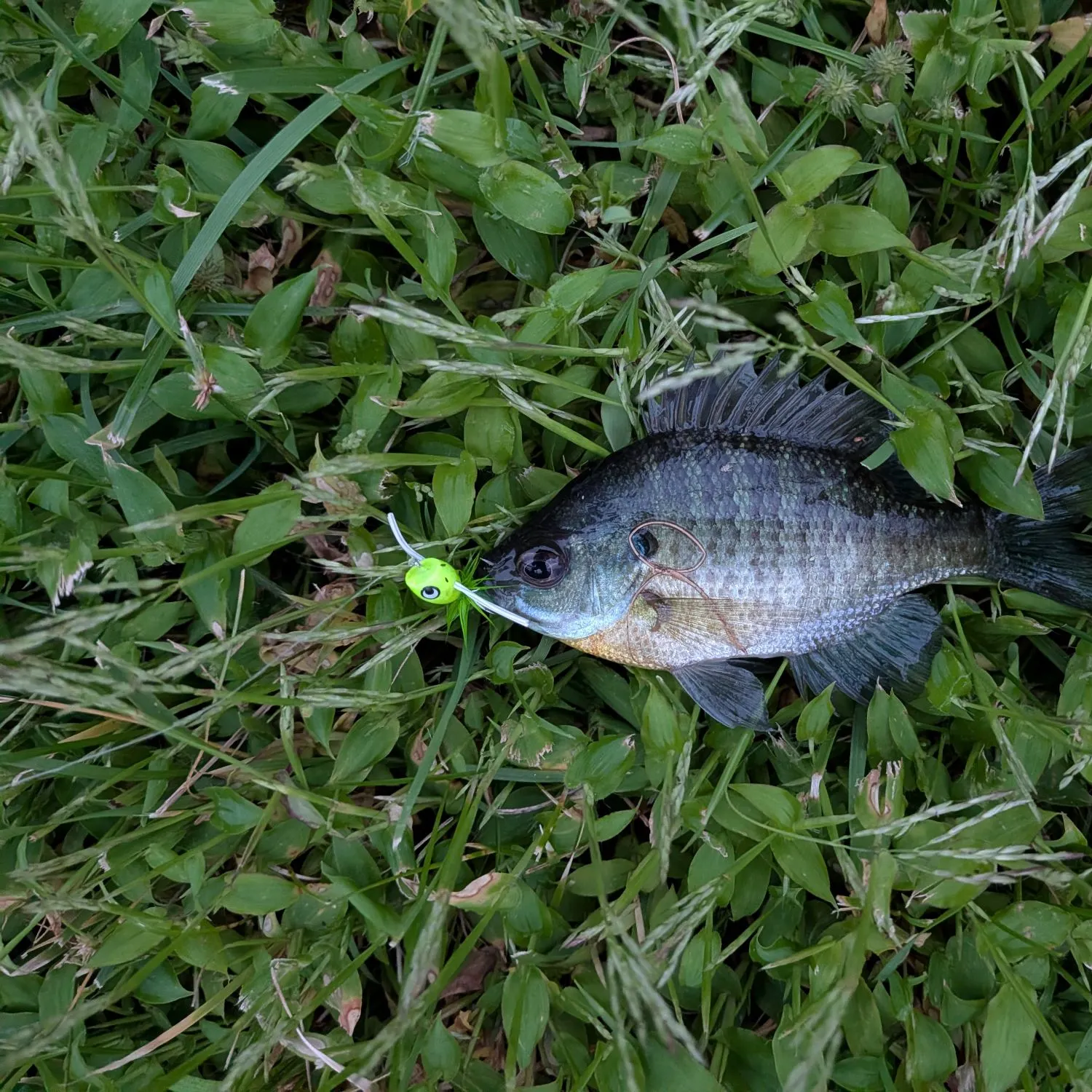 Bluegill caught on Fishbrain