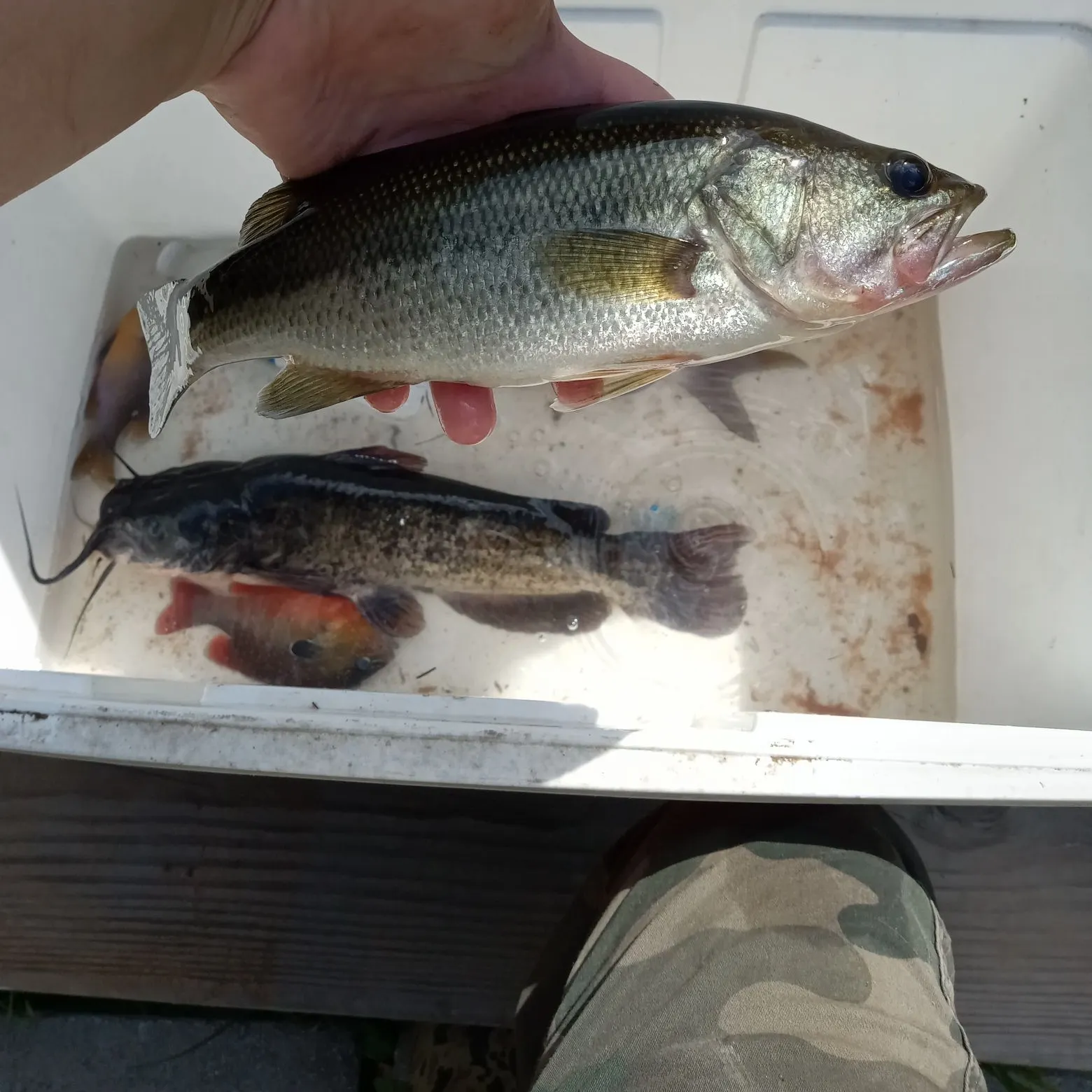 recently logged catches