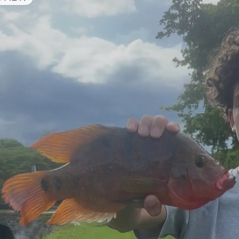Mayan cichlid caught on Fishbrain
