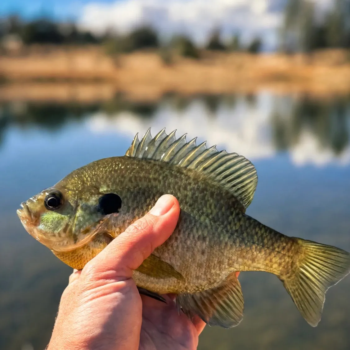Bluegill caught on Fishbrain