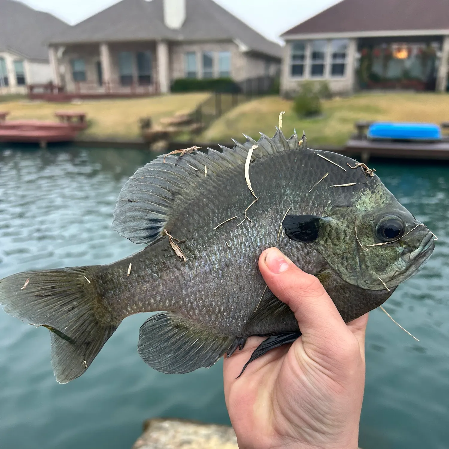 The most recent Coppernose bluegill catches on Fishbrain