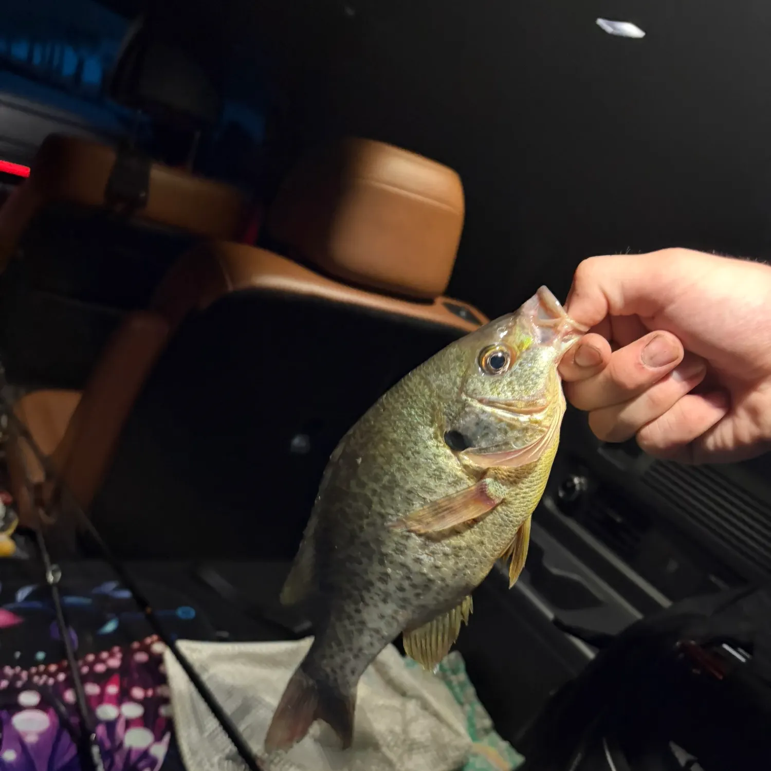 Redear sunfish caught on Fishbrain