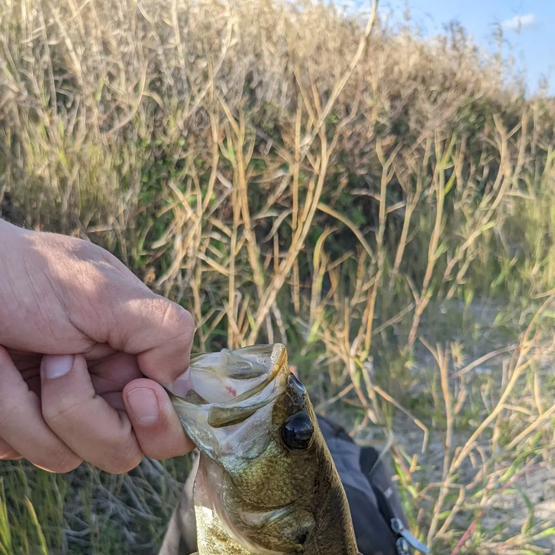 angler catch