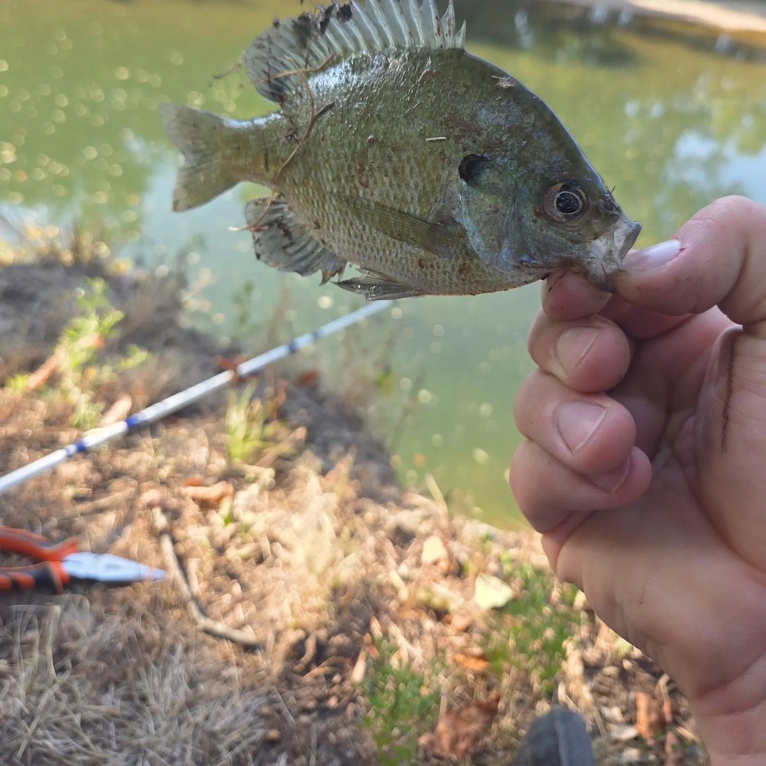 catch