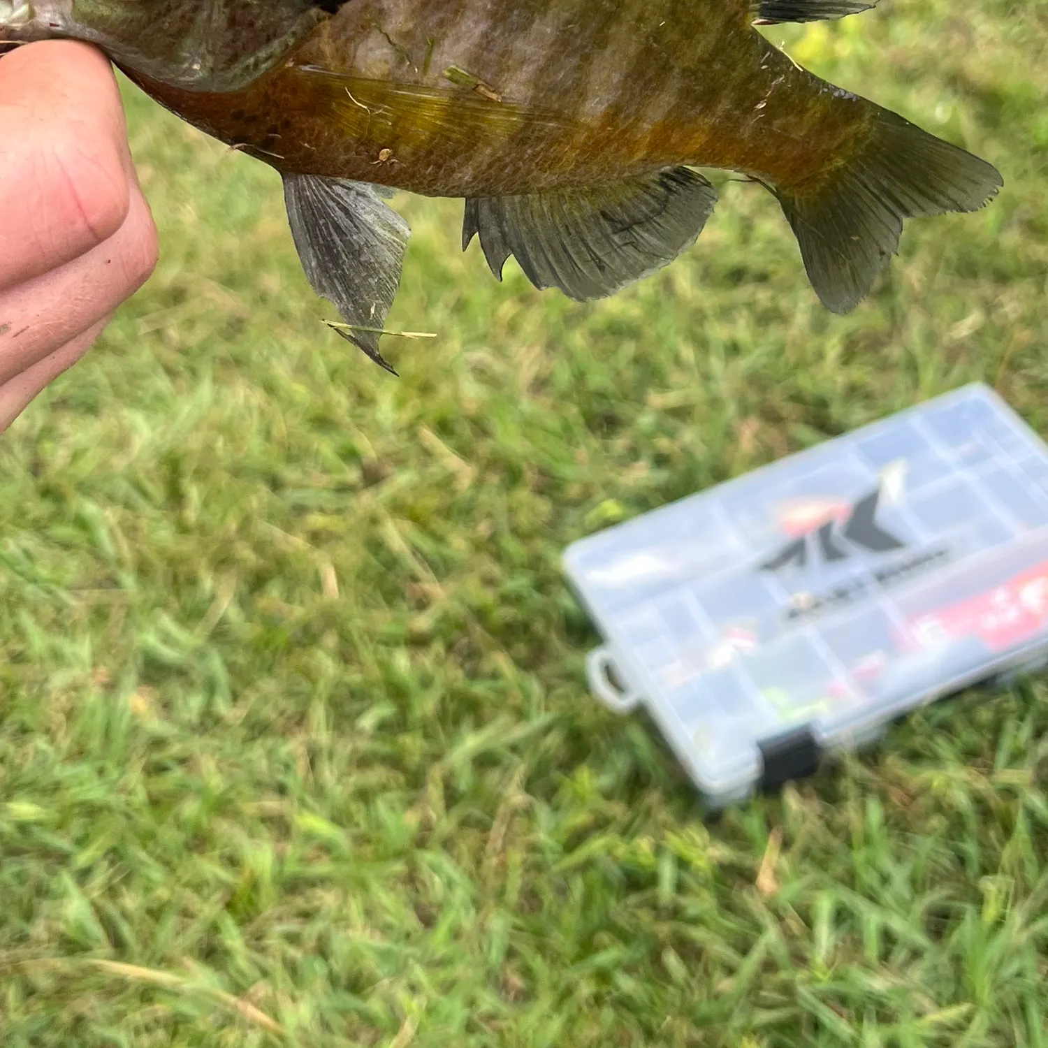 Greengill hybrid caught on Fishbrain