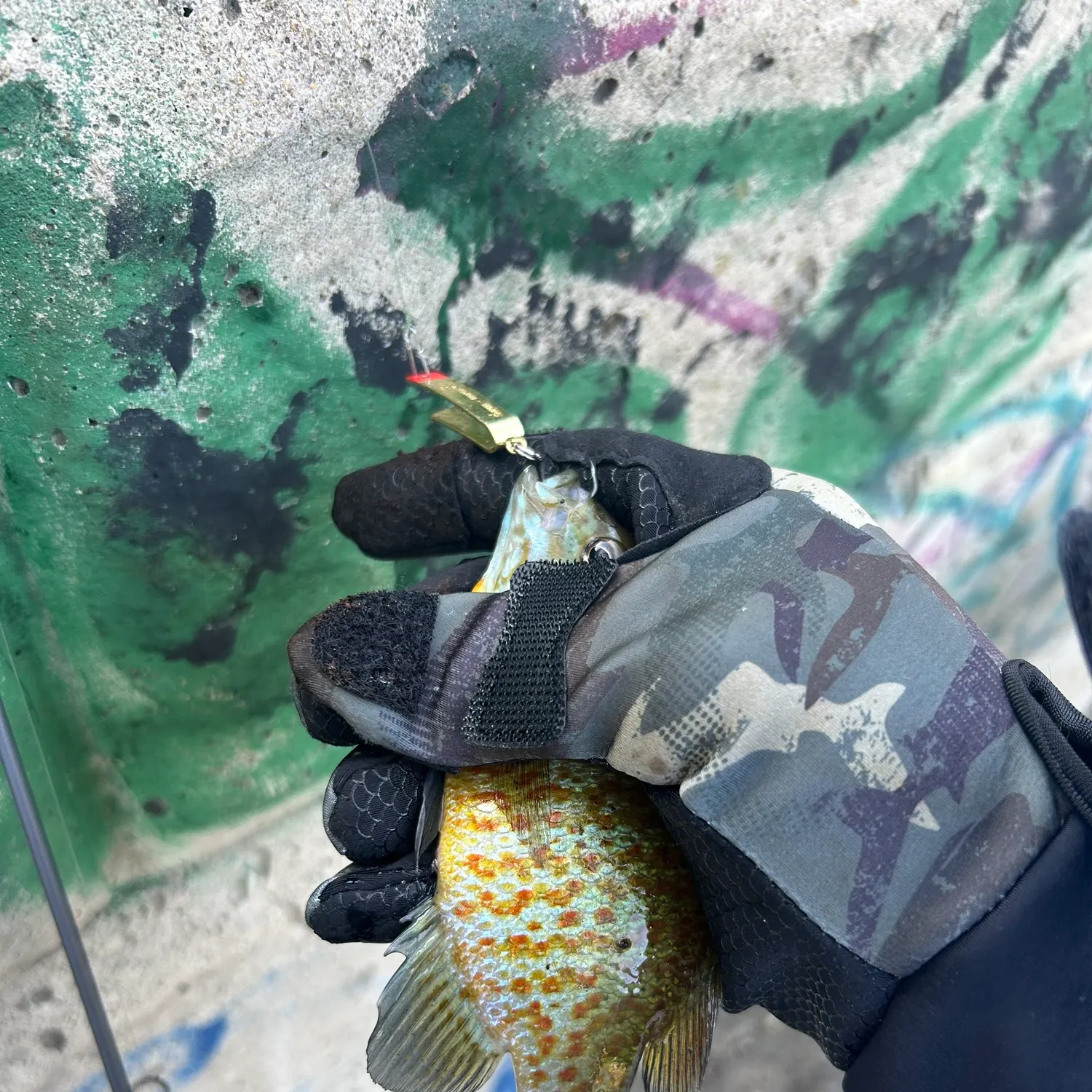 Pumpkinseed caught on Fishbrain