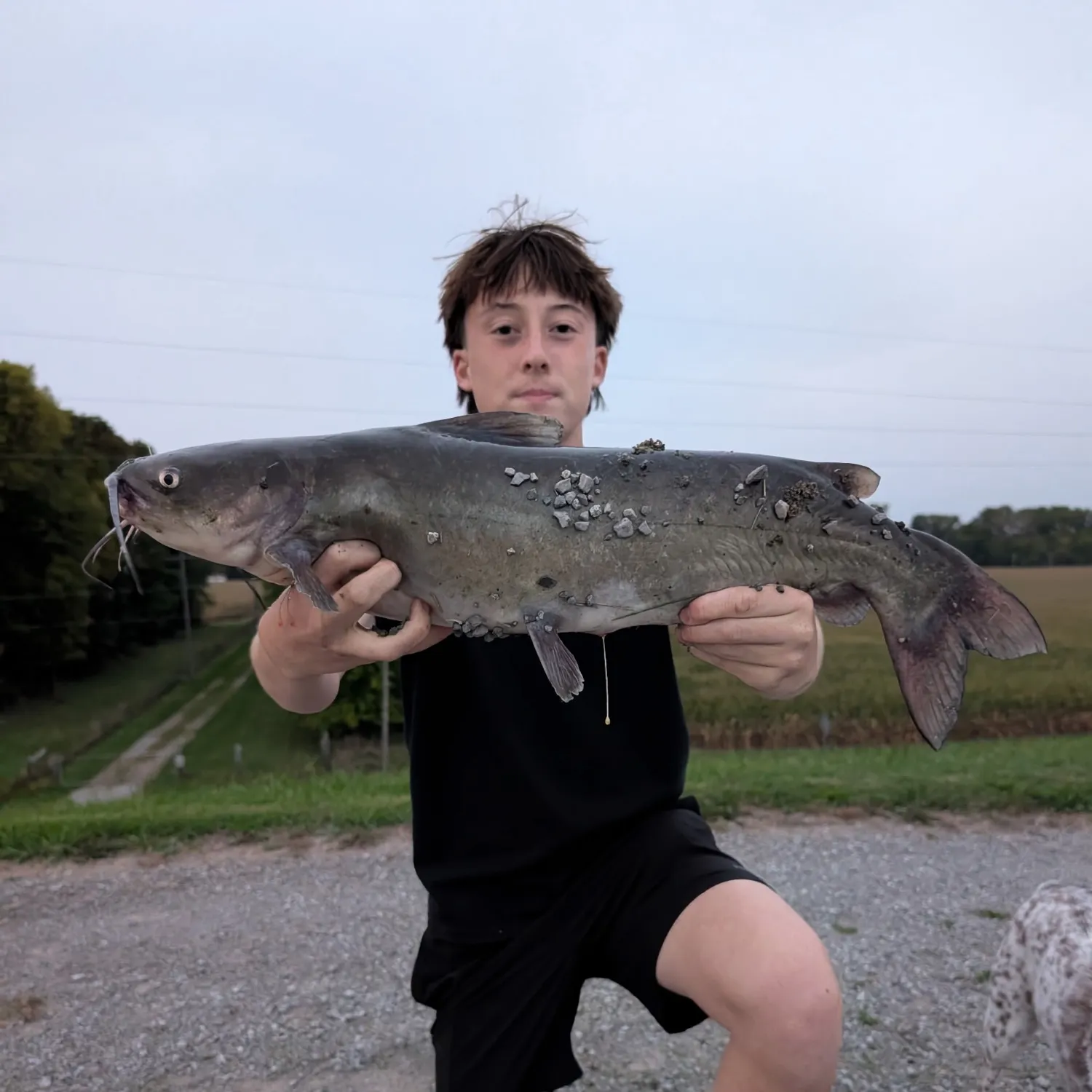 Channel catfish caught on Fishbrain