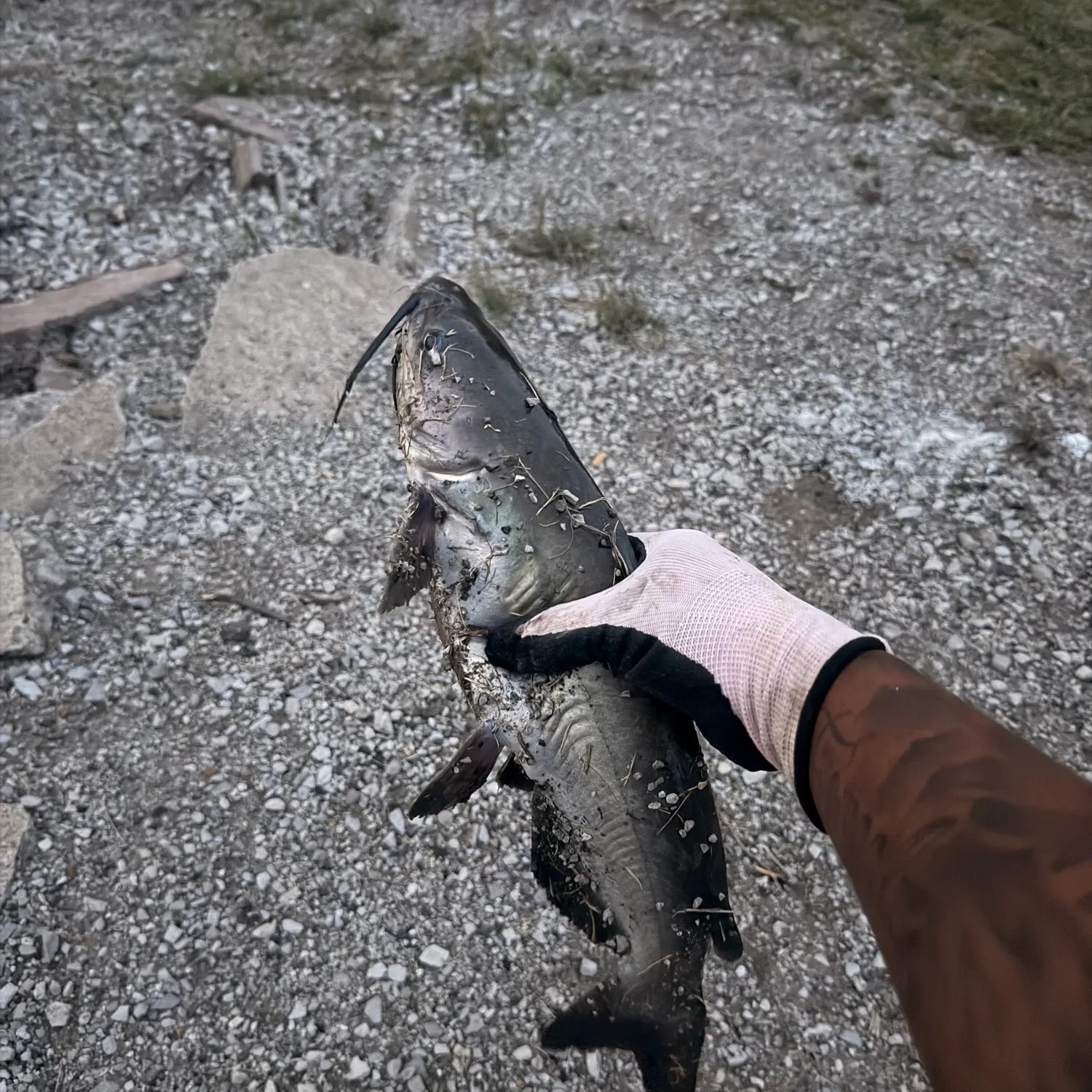 Channel catfish caught on Fishbrain