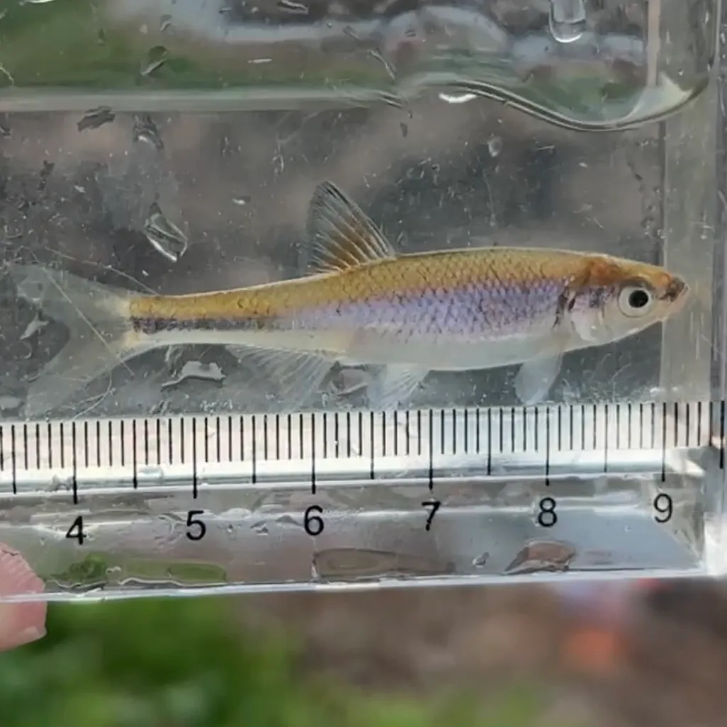 The most recent Tallapoosa shiner catches on Fishbrain