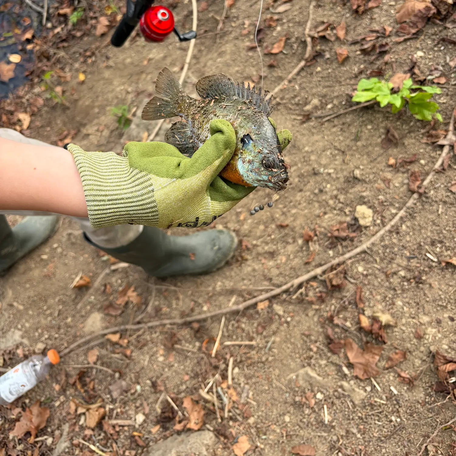 Bluegill caught on Fishbrain