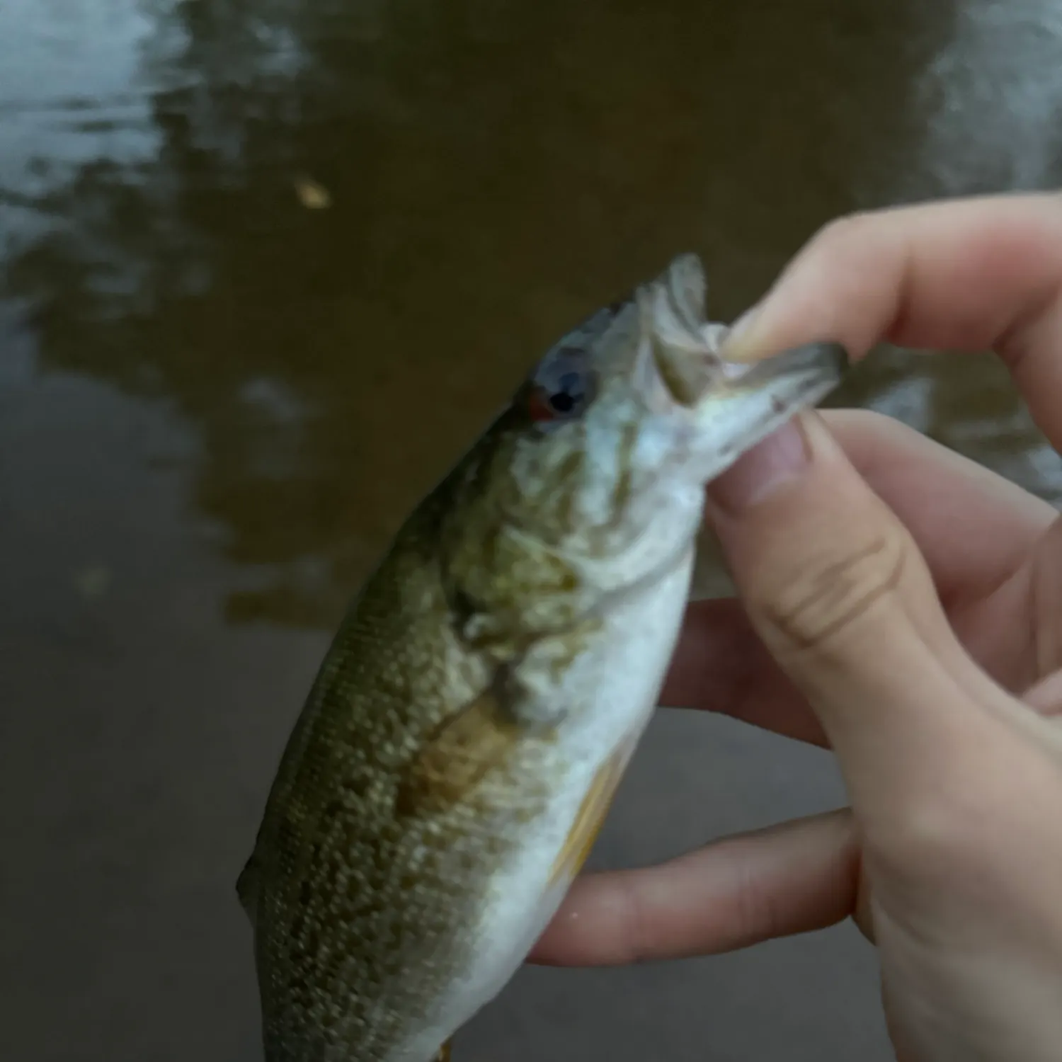 Smallmouth bass caught on Fishbrain