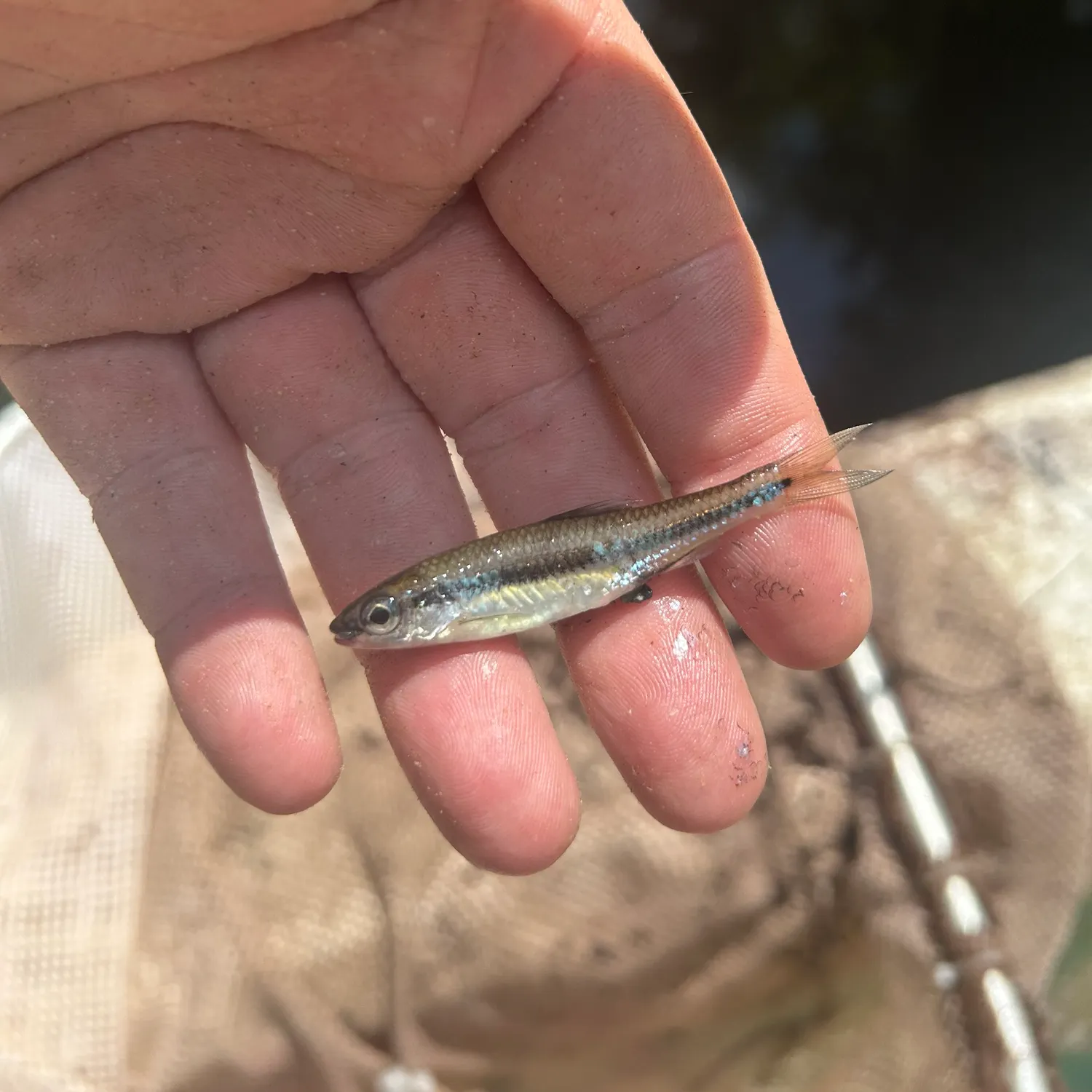 The most recent Weed shiner catches on Fishbrain