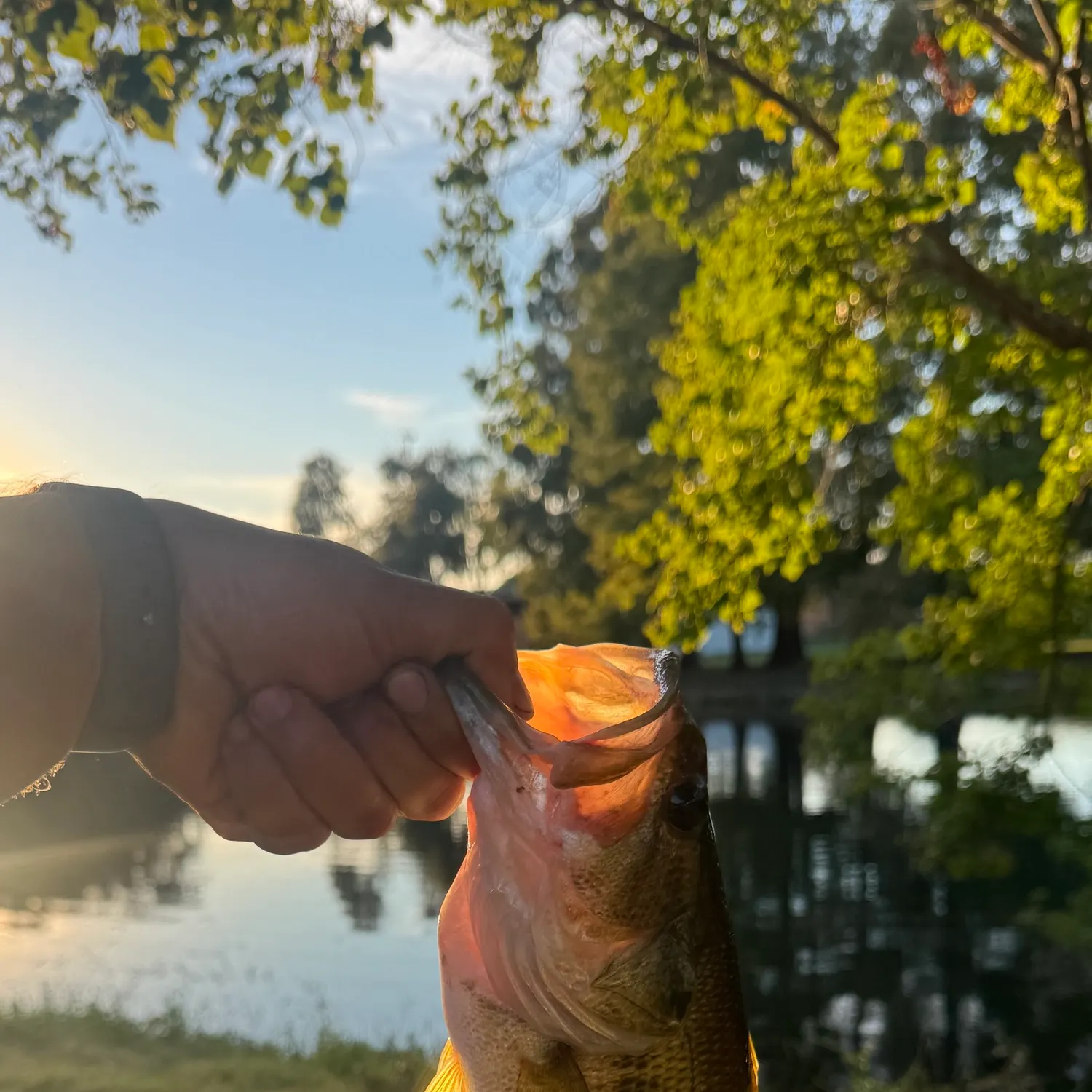 Largemouth bass caught on Fishbrain