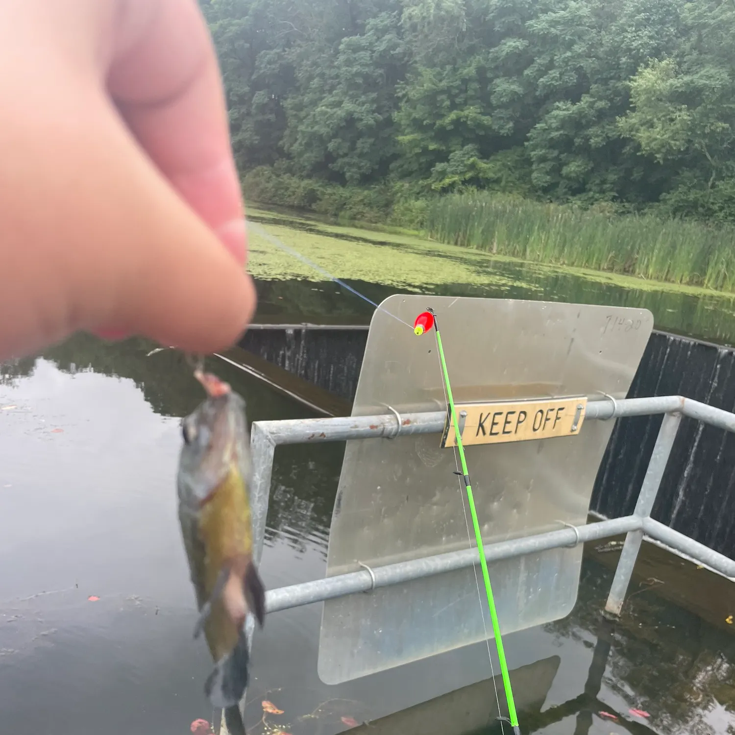 recently logged catches