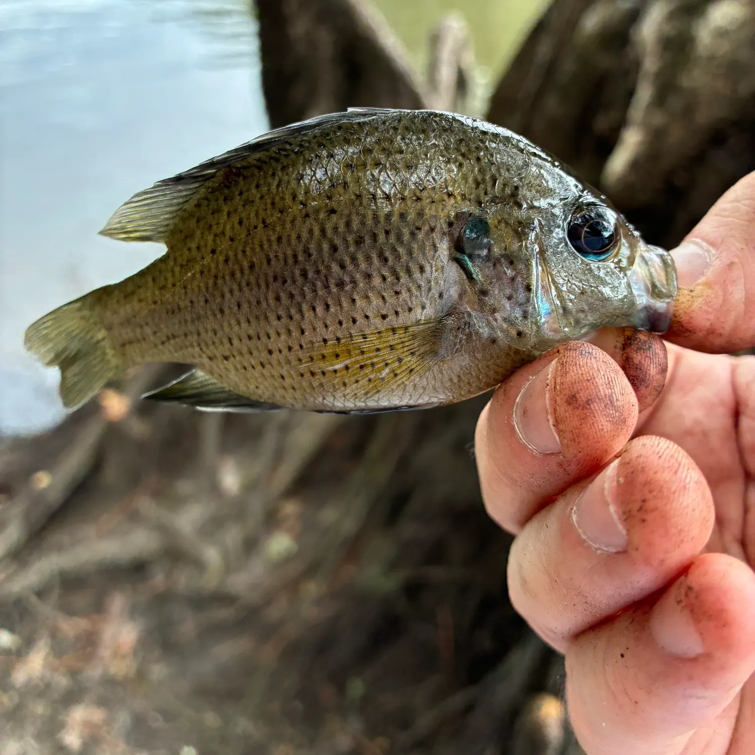 The most recent Spotted sunfish catches on Fishbrain