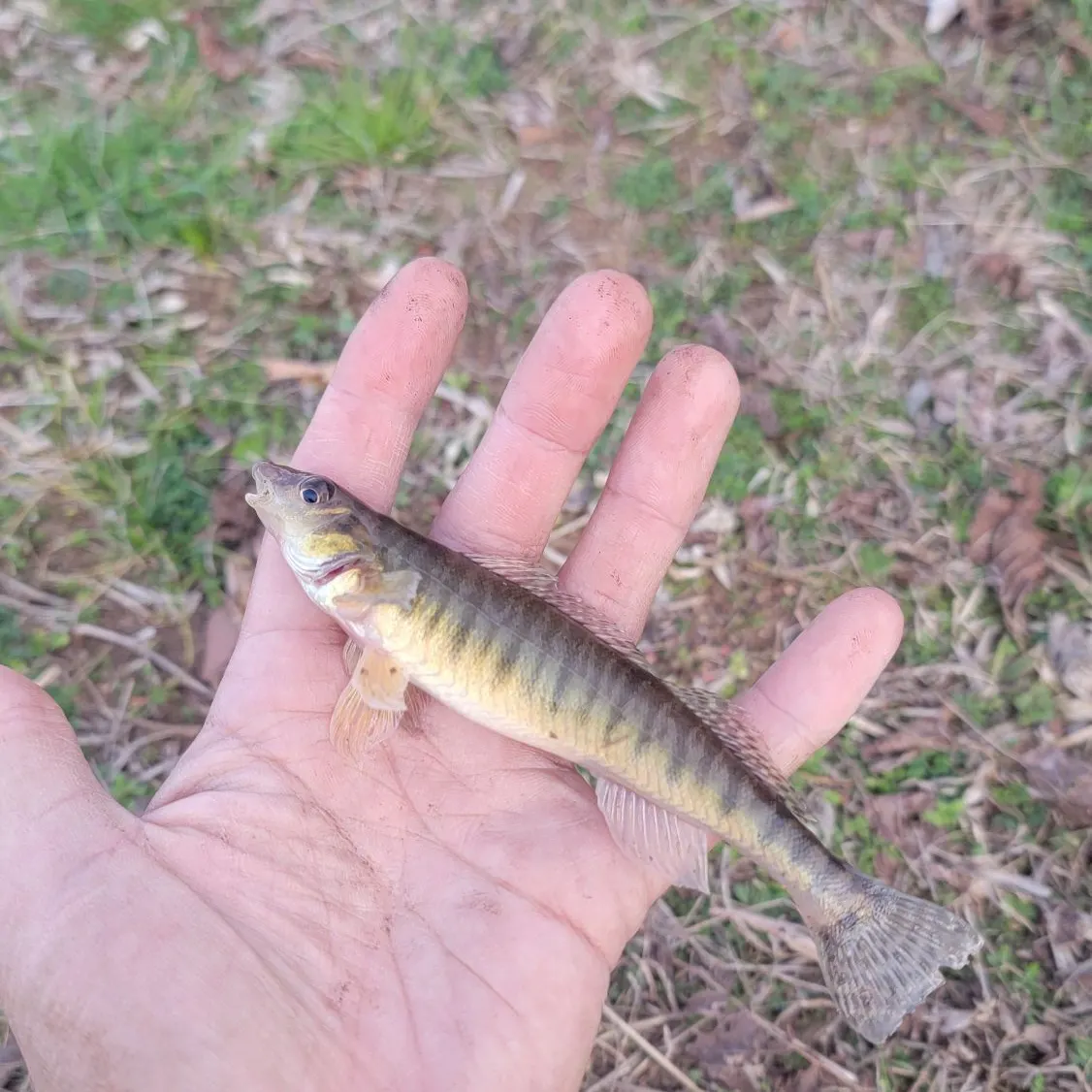The most recent Common logperch catches on Fishbrain