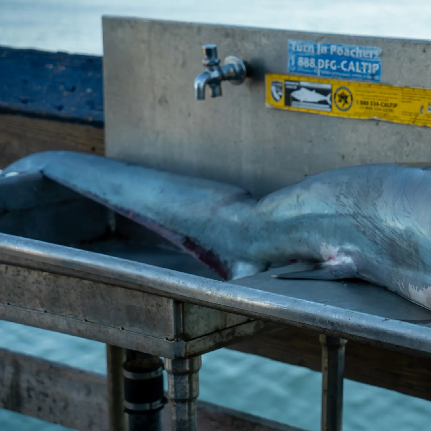 The most recent Common thresher catches on Fishbrain