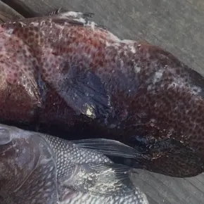 The most recent Graysby grouper catches on Fishbrain
