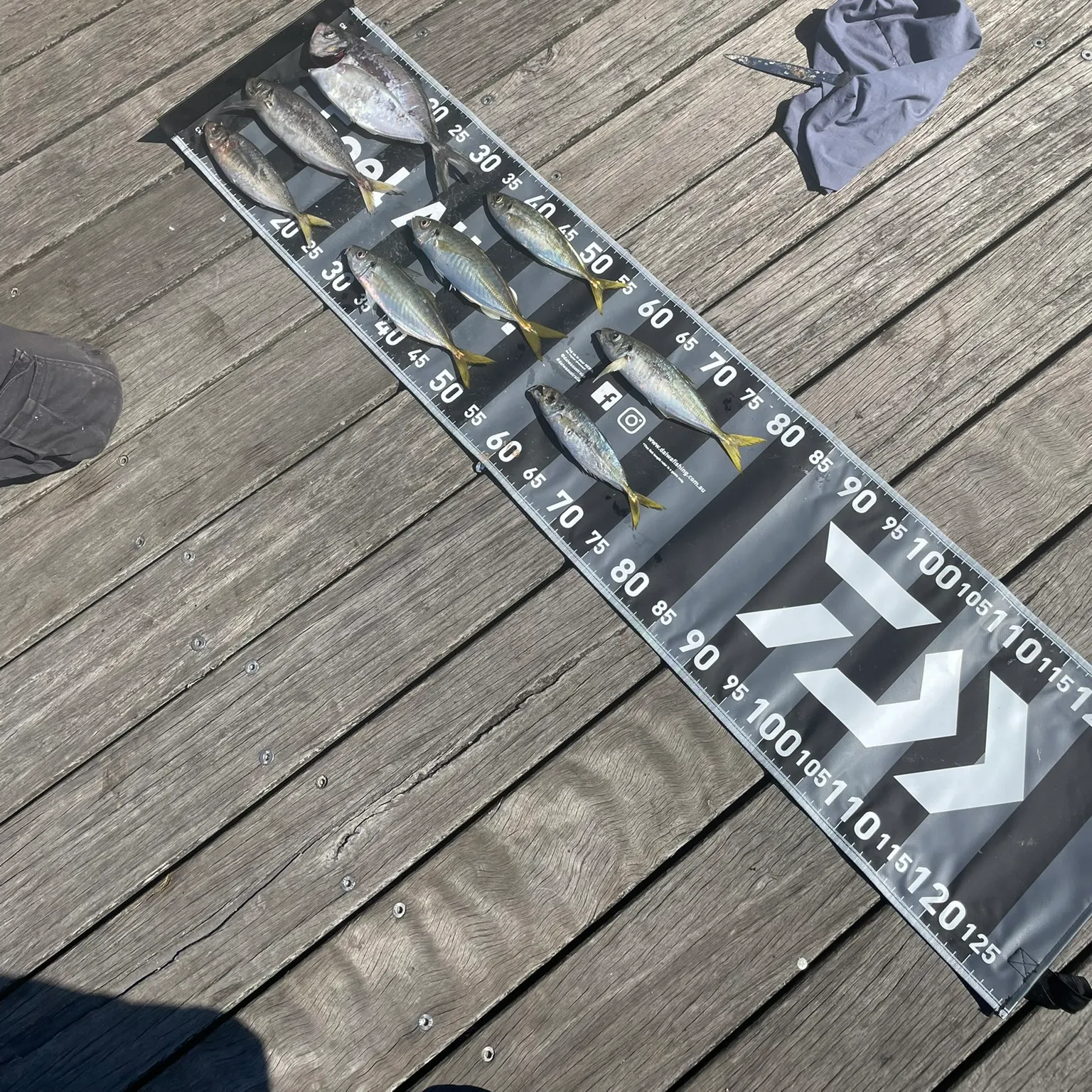 recently logged catches