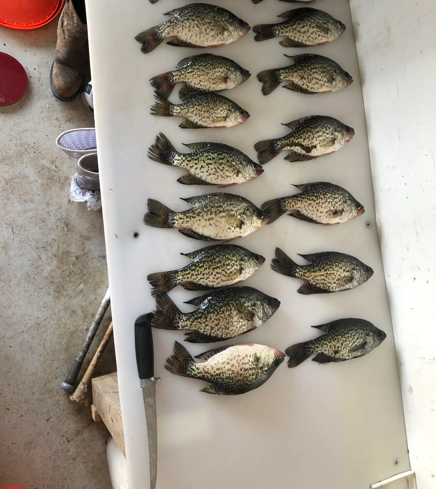 recently logged catches