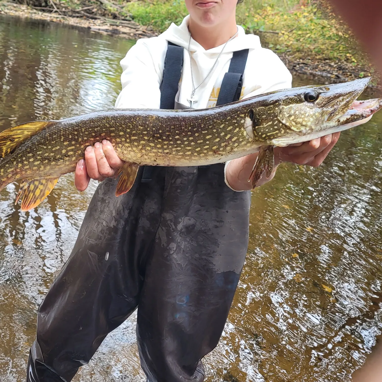 Northern pike caught on Fishbrain