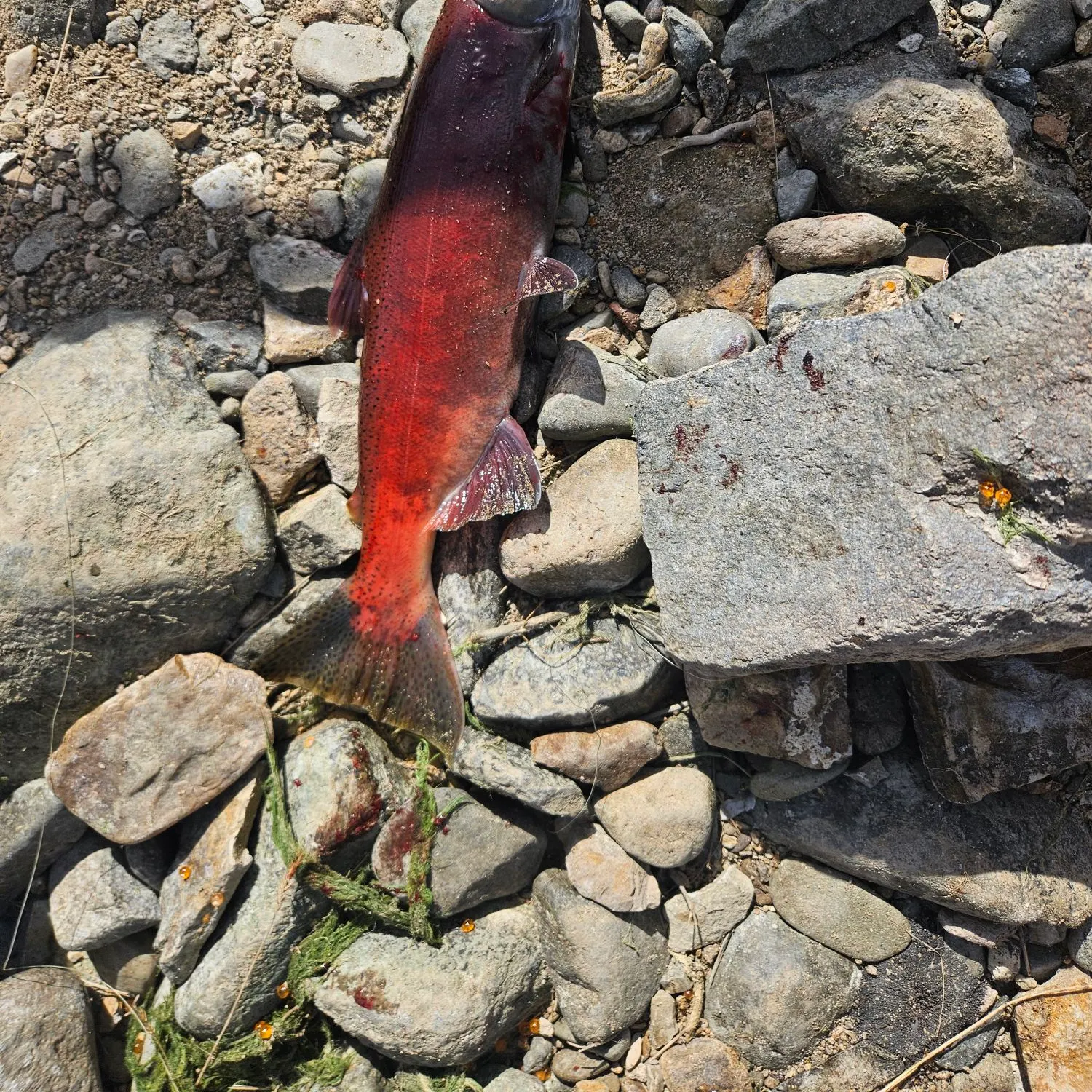 Kokanee salmon caught on Fishbrain
