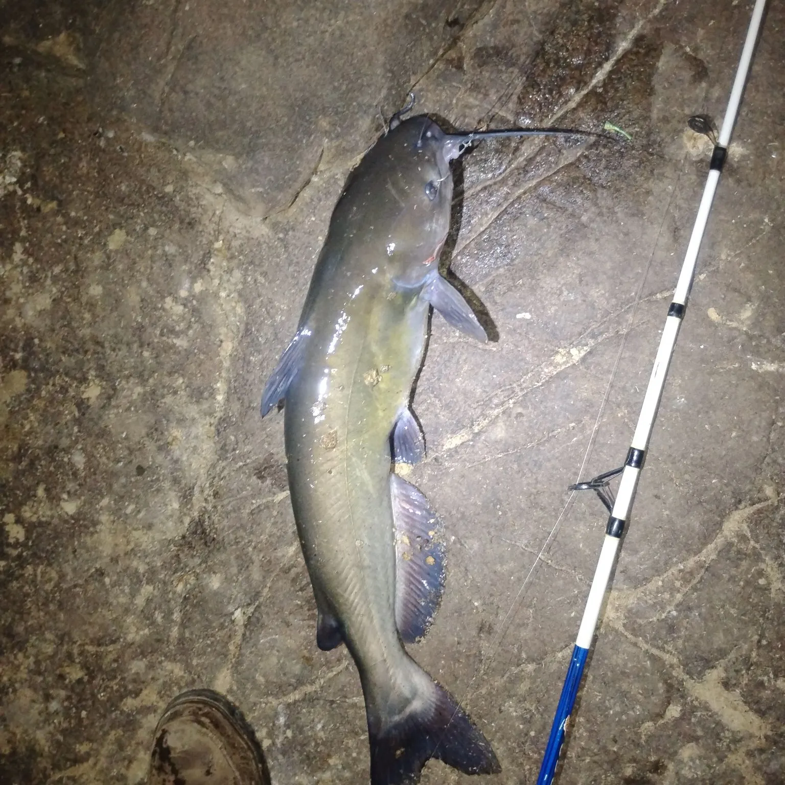 Channel catfish caught on Fishbrain
