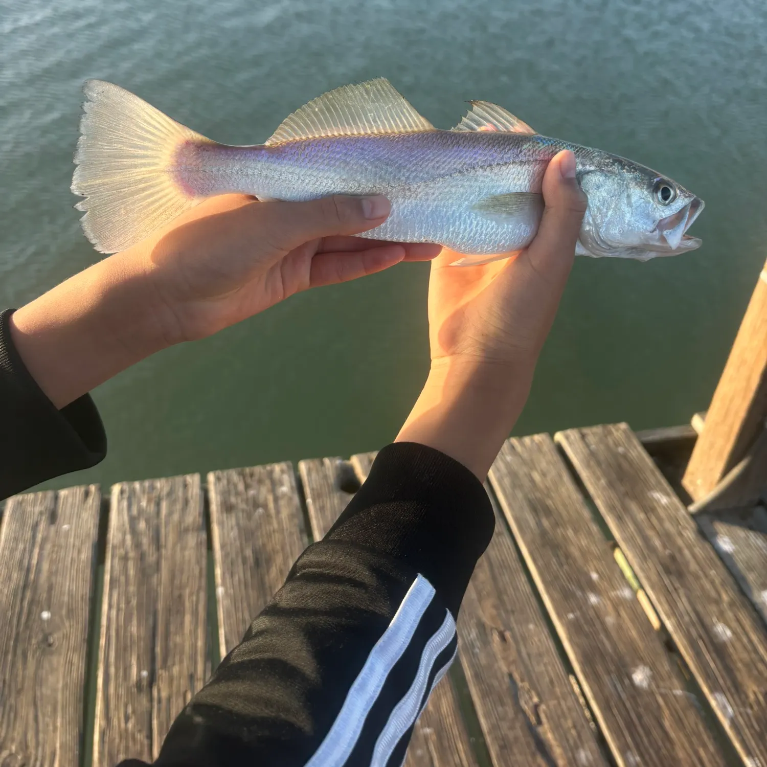 The most recent Sand seatrout catches on Fishbrain