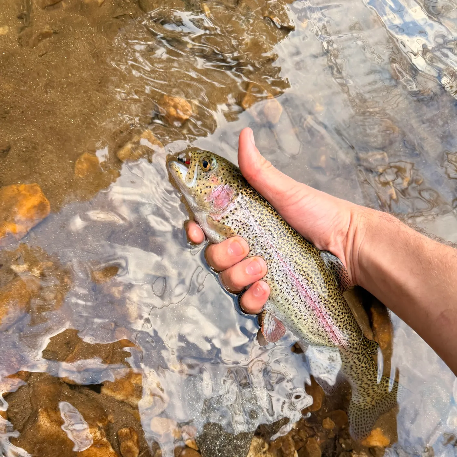 Rainbow trout caught on Fishbrain