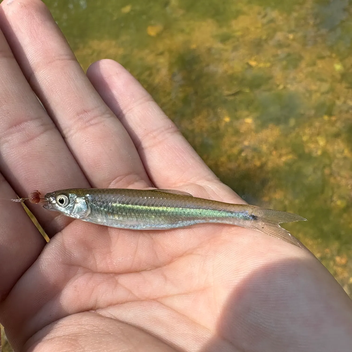 The most recent Spotfin shiner catches on Fishbrain
