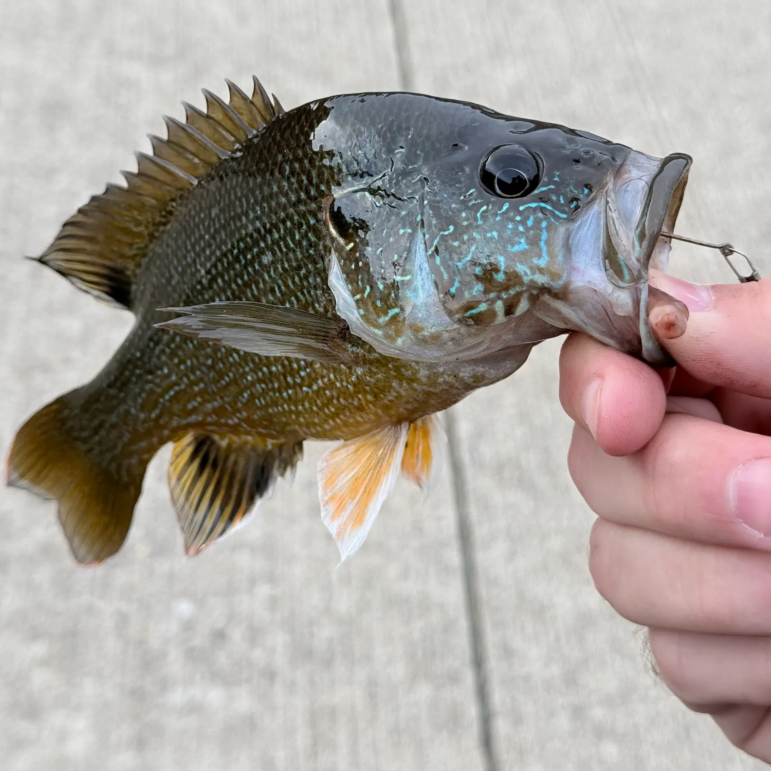 catch