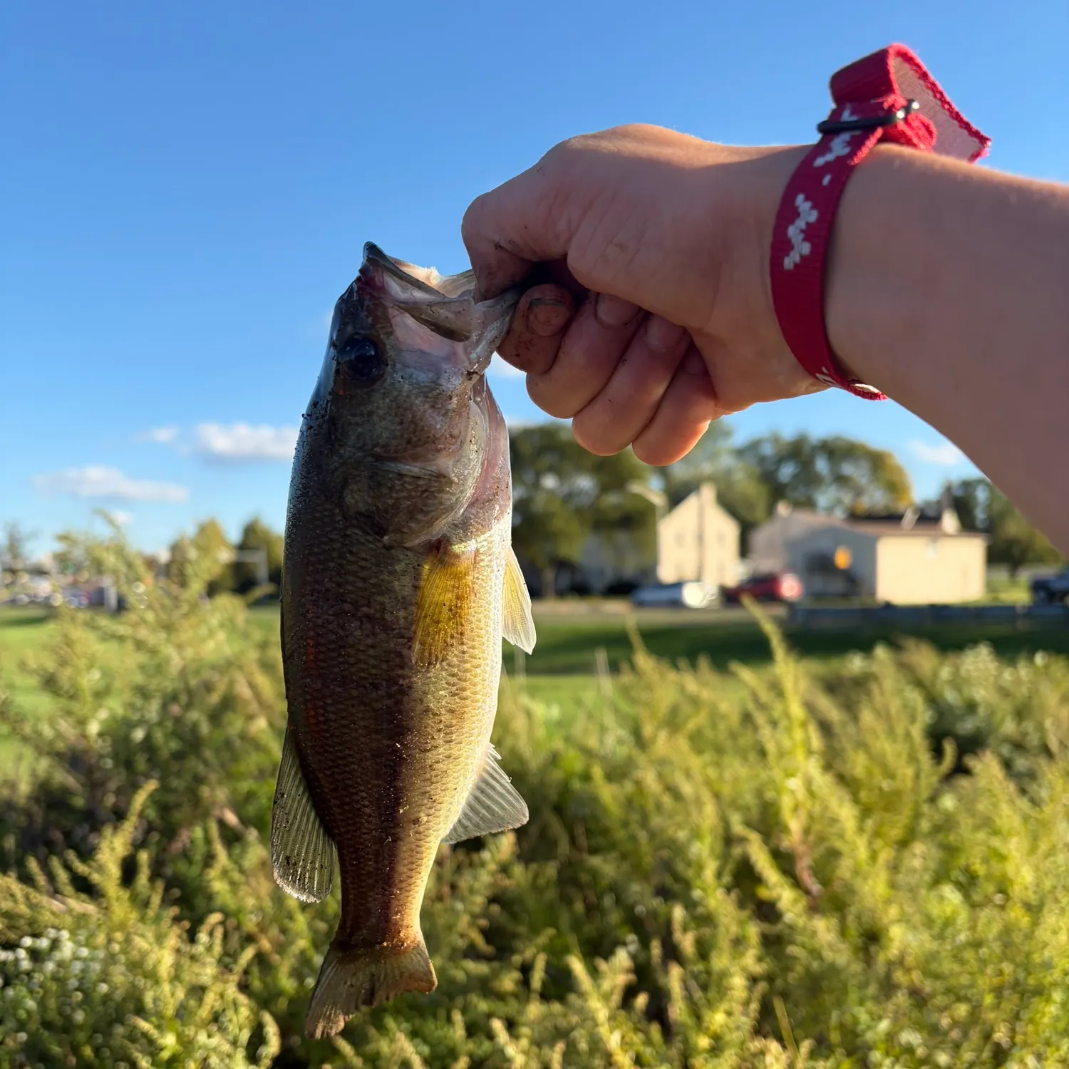 Spotted bass caught on Fishbrain