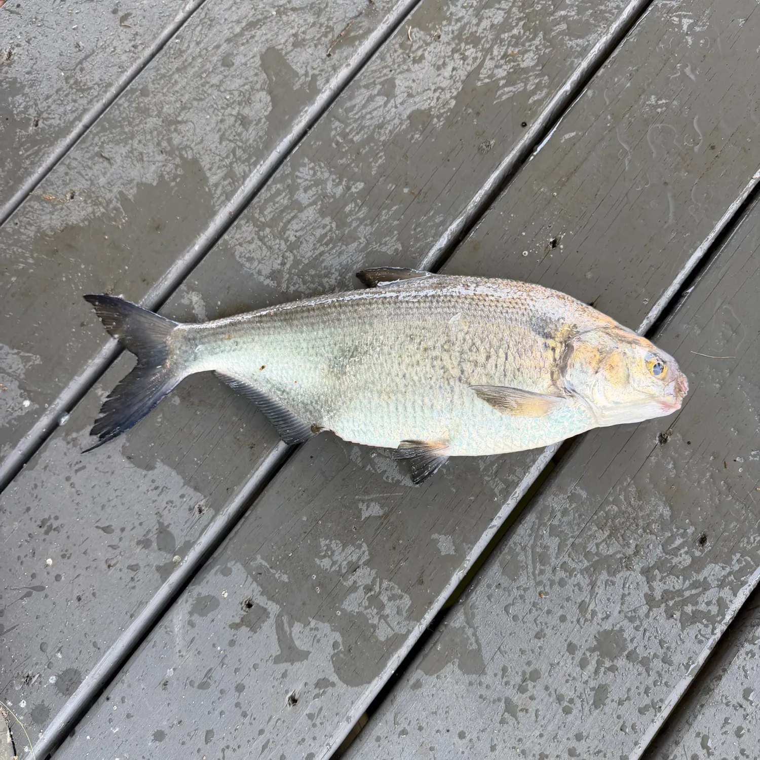 The most recent American gizzard shad catches on Fishbrain
