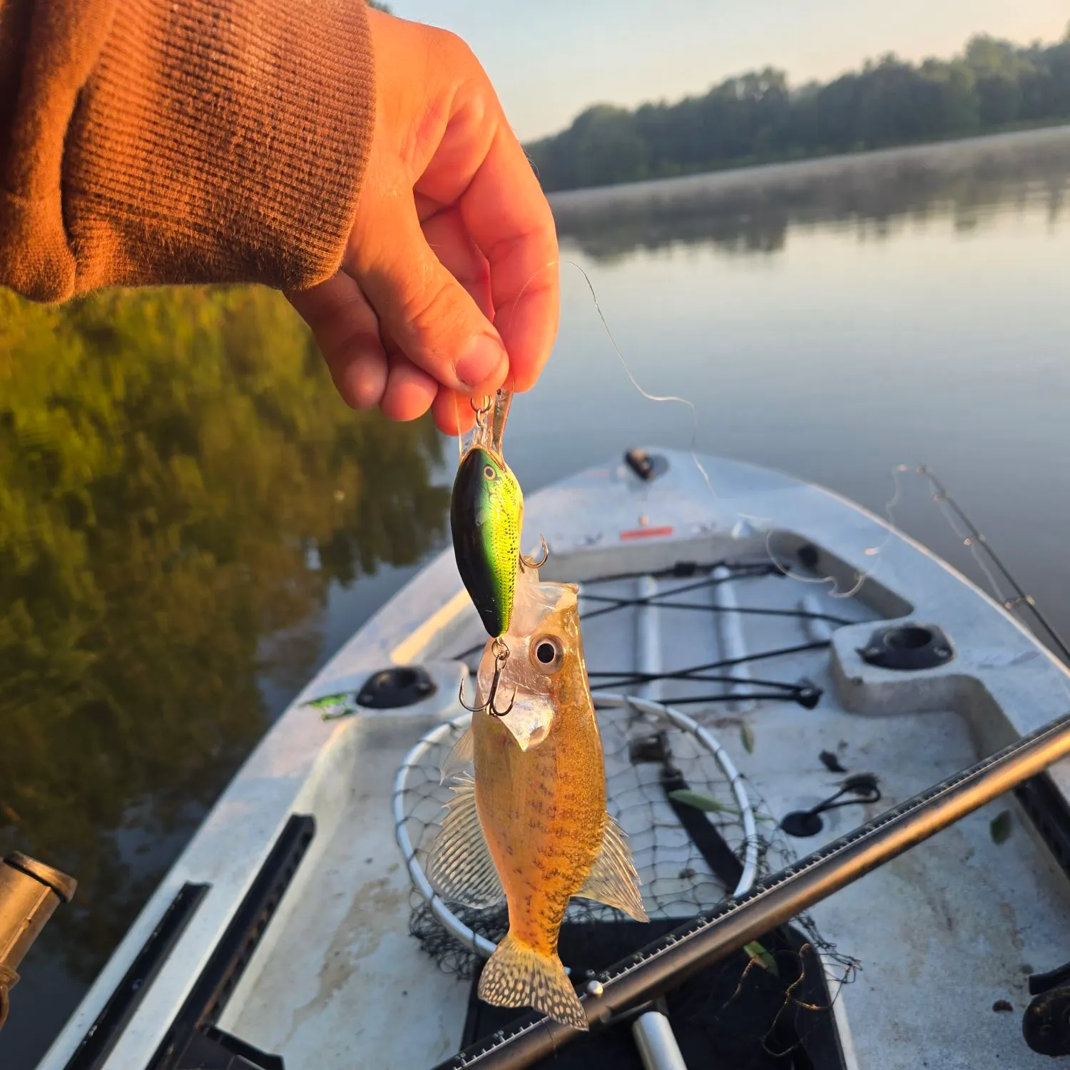 White crappie caught on Fishbrain