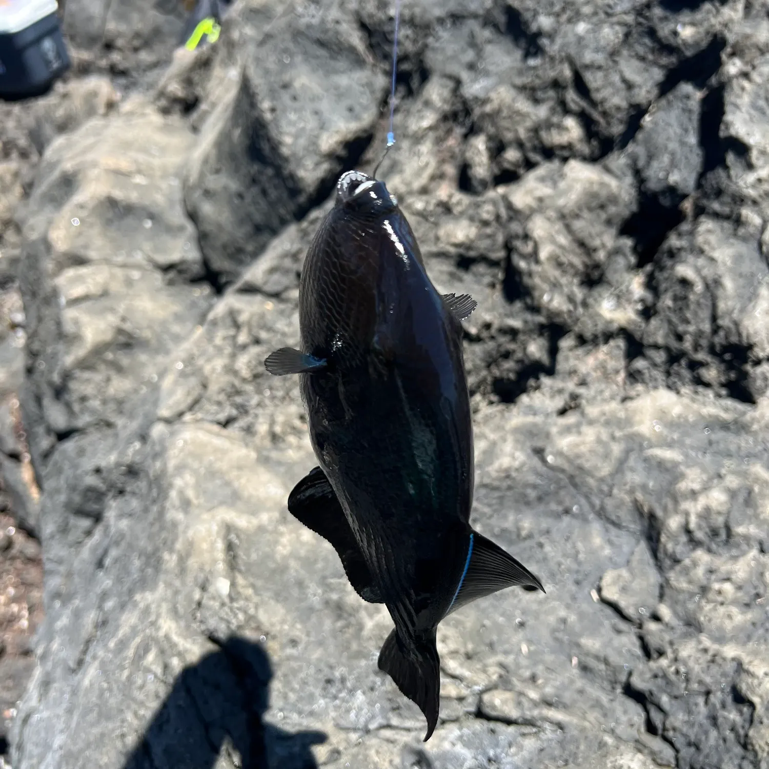 Black triggerfish caught on Fishbrain