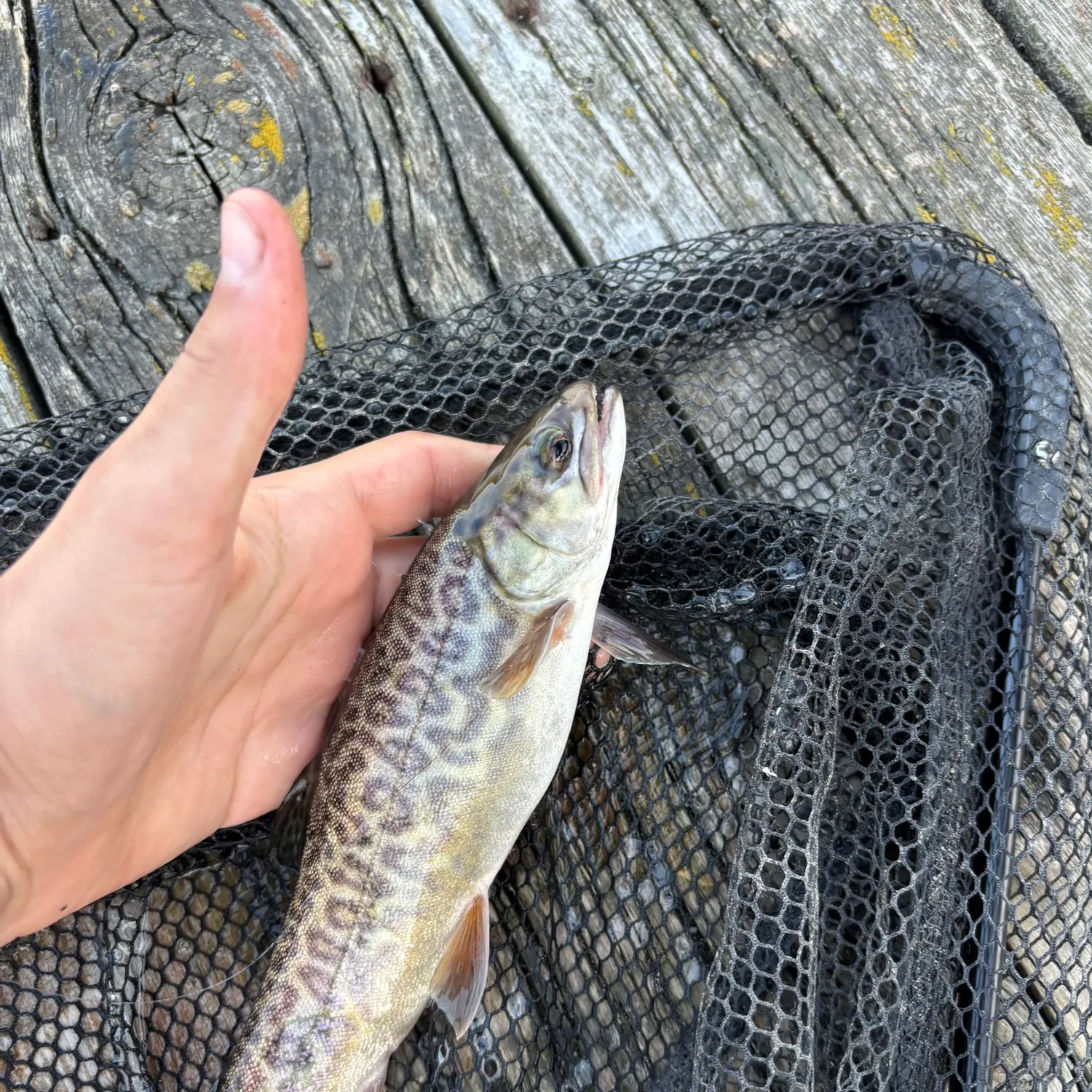 Tiger trout caught on Fishbrain