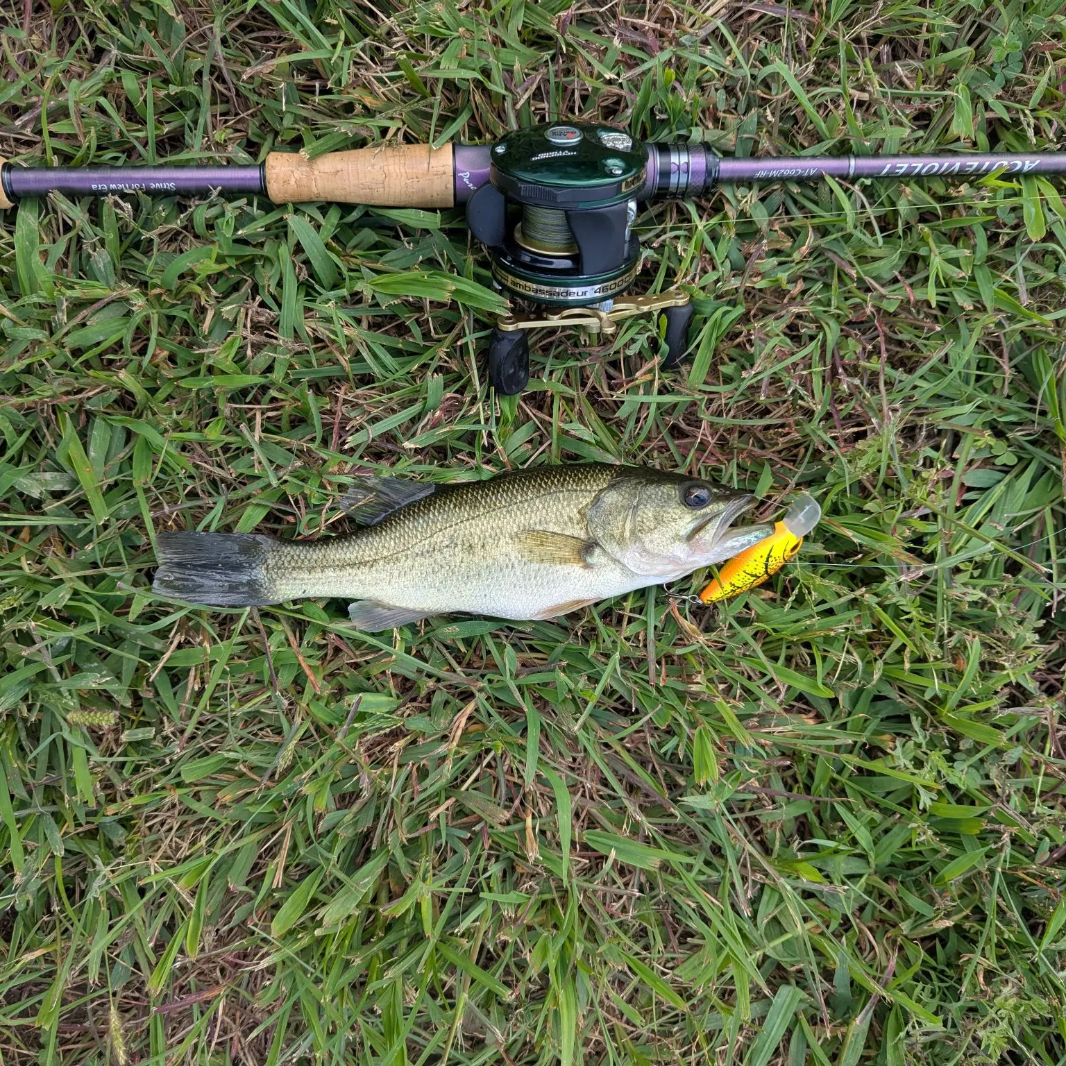 Largemouth bass caught on Fishbrain
