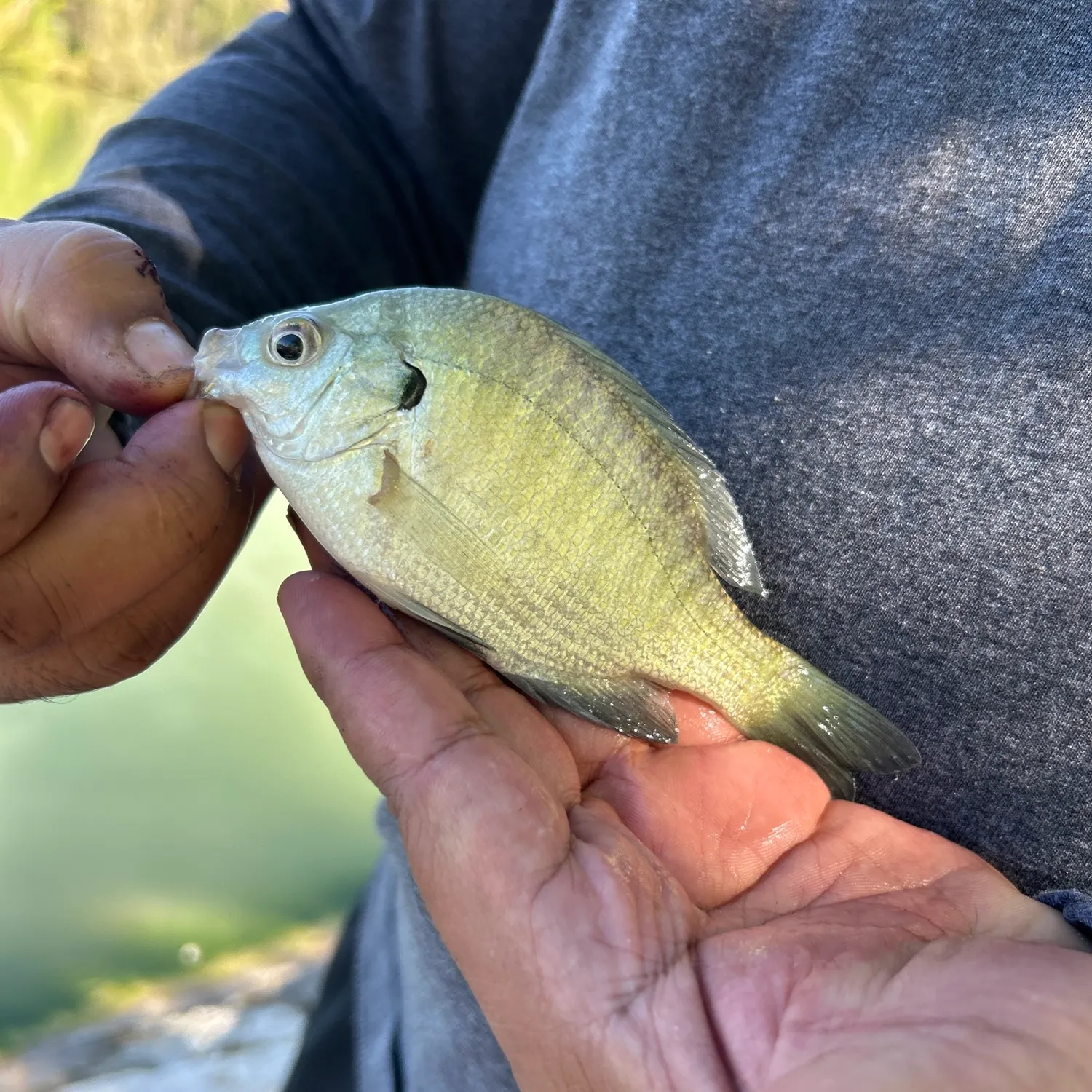 Bluegill caught on Fishbrain