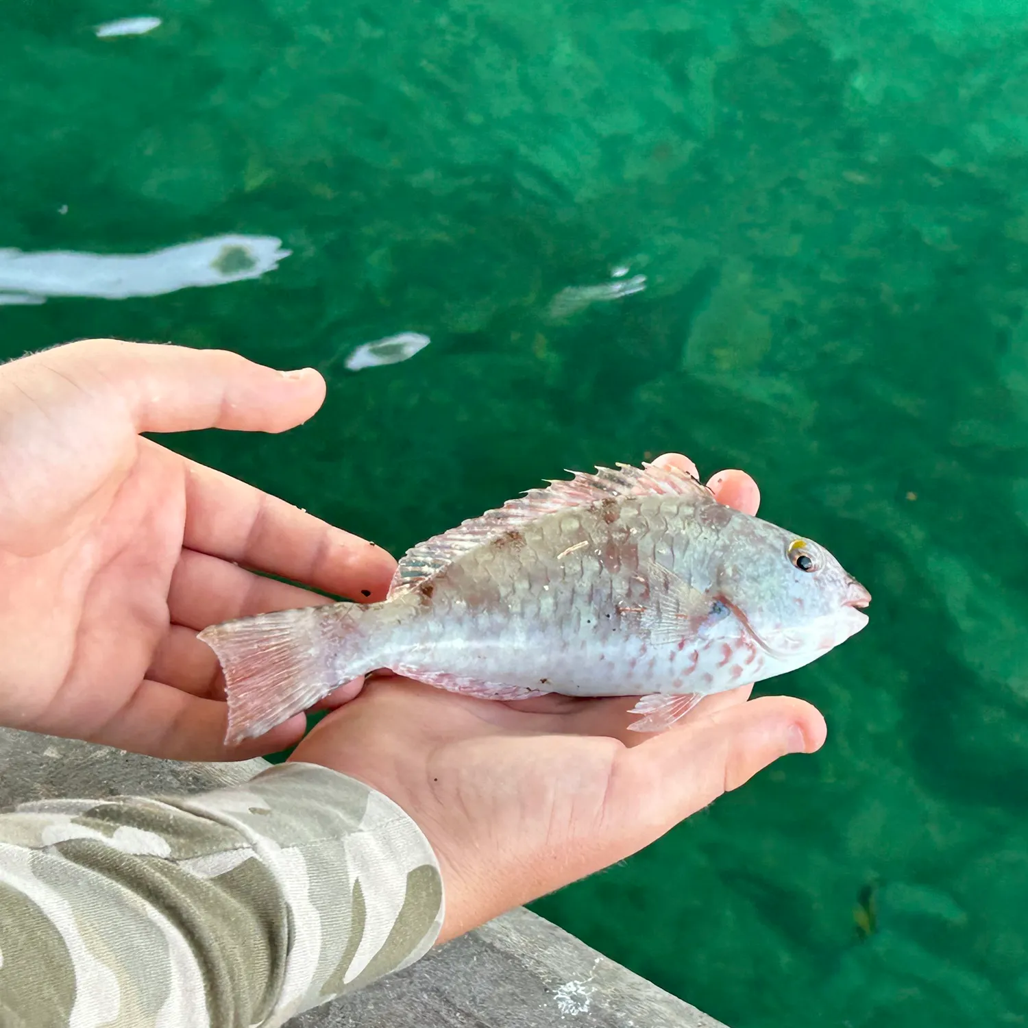 The most recent Japanese parrotfish catches on Fishbrain