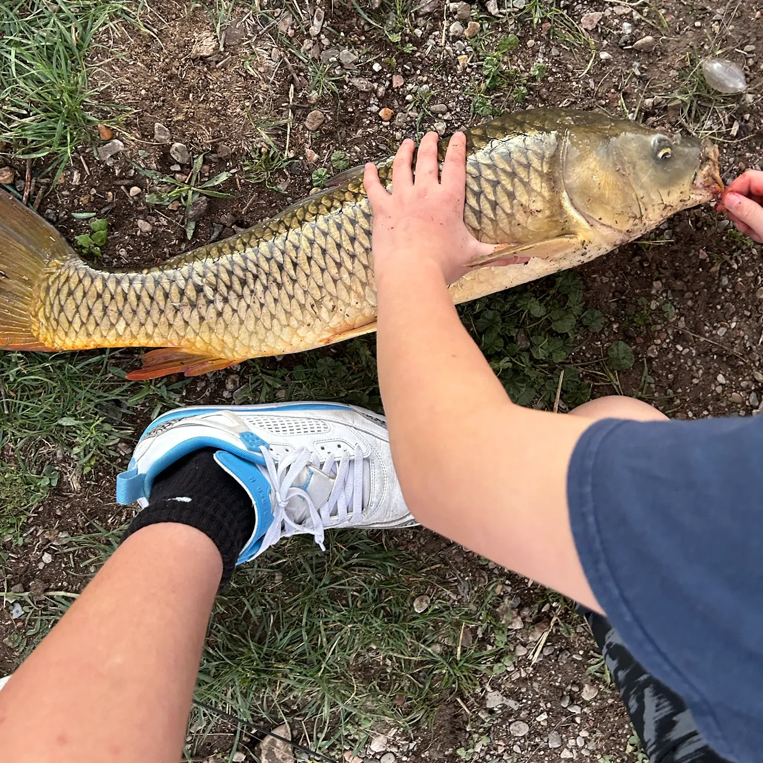 Common carp caught on Fishbrain