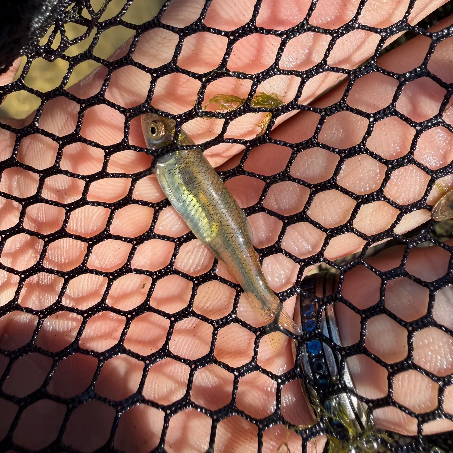 The most recent Red shiner catches on Fishbrain