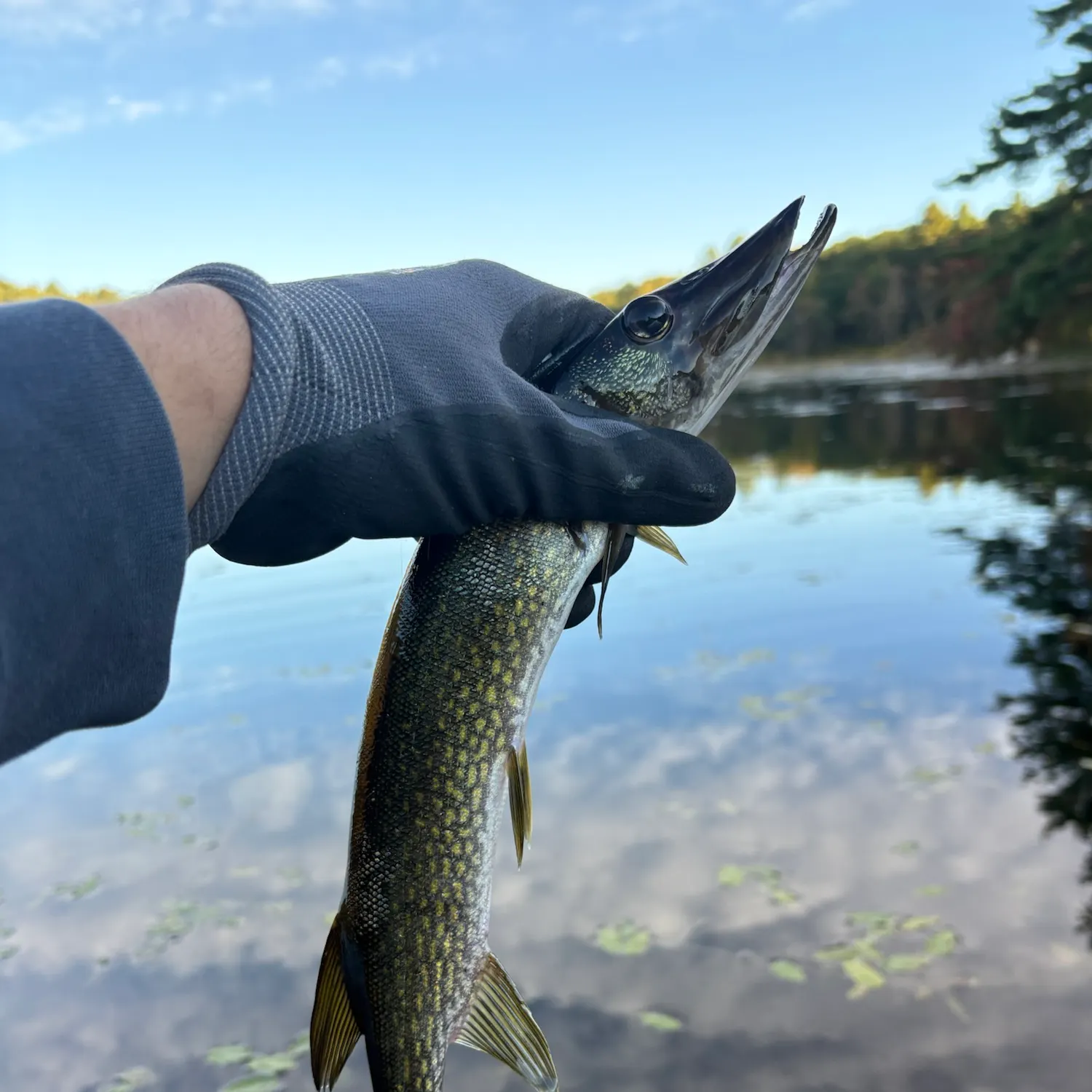 Chain pickerel caught on Fishbrain