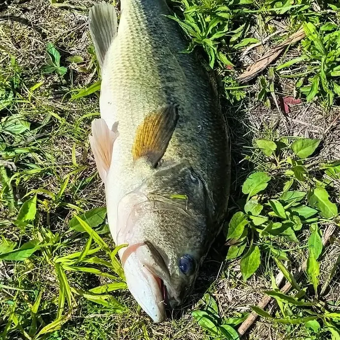Largemouth bass caught on Fishbrain