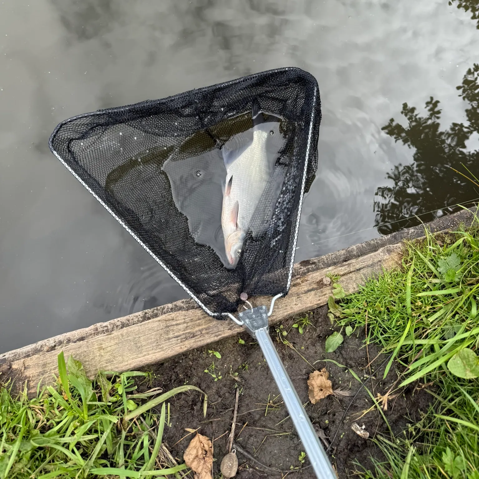 The most recent Common bream catches on Fishbrain