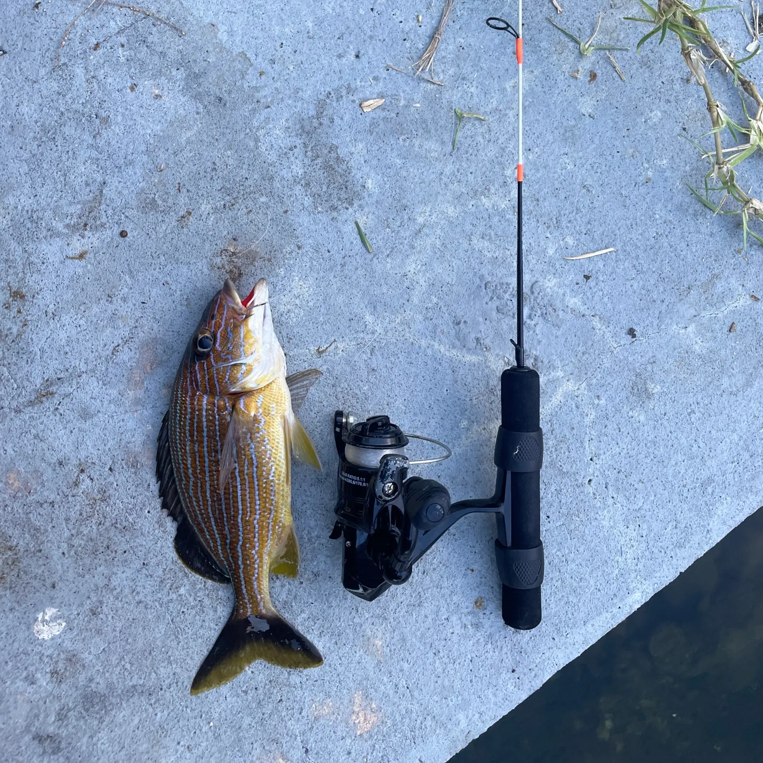 The most recent Bluestriped grunt catches on Fishbrain