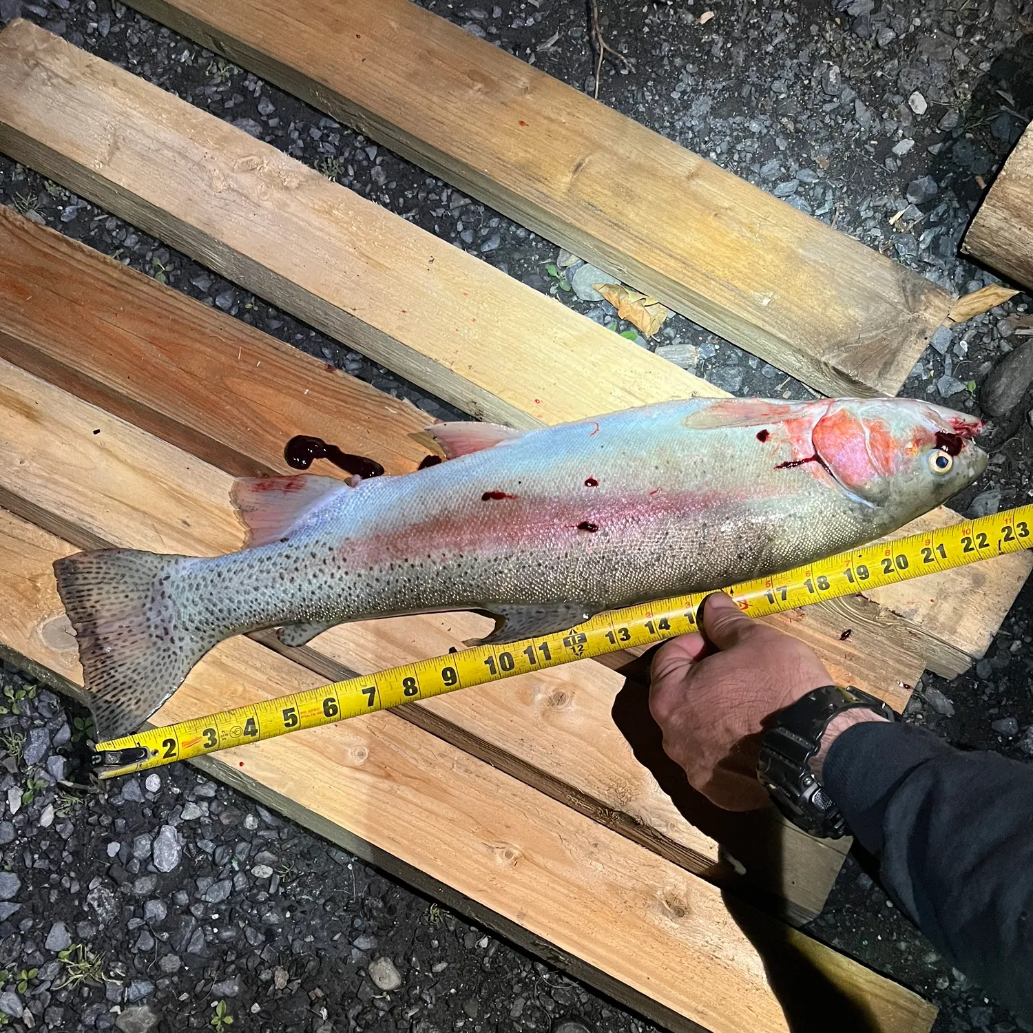 recently logged catches