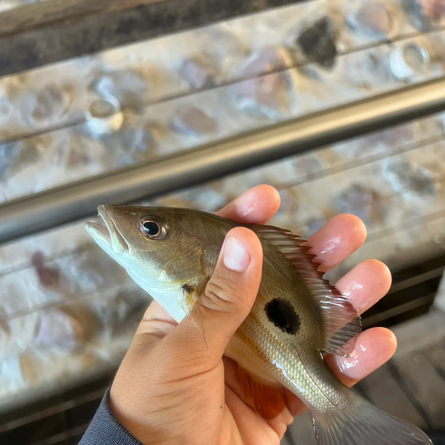 The most popular recent Moses perch catch on Fishbrain